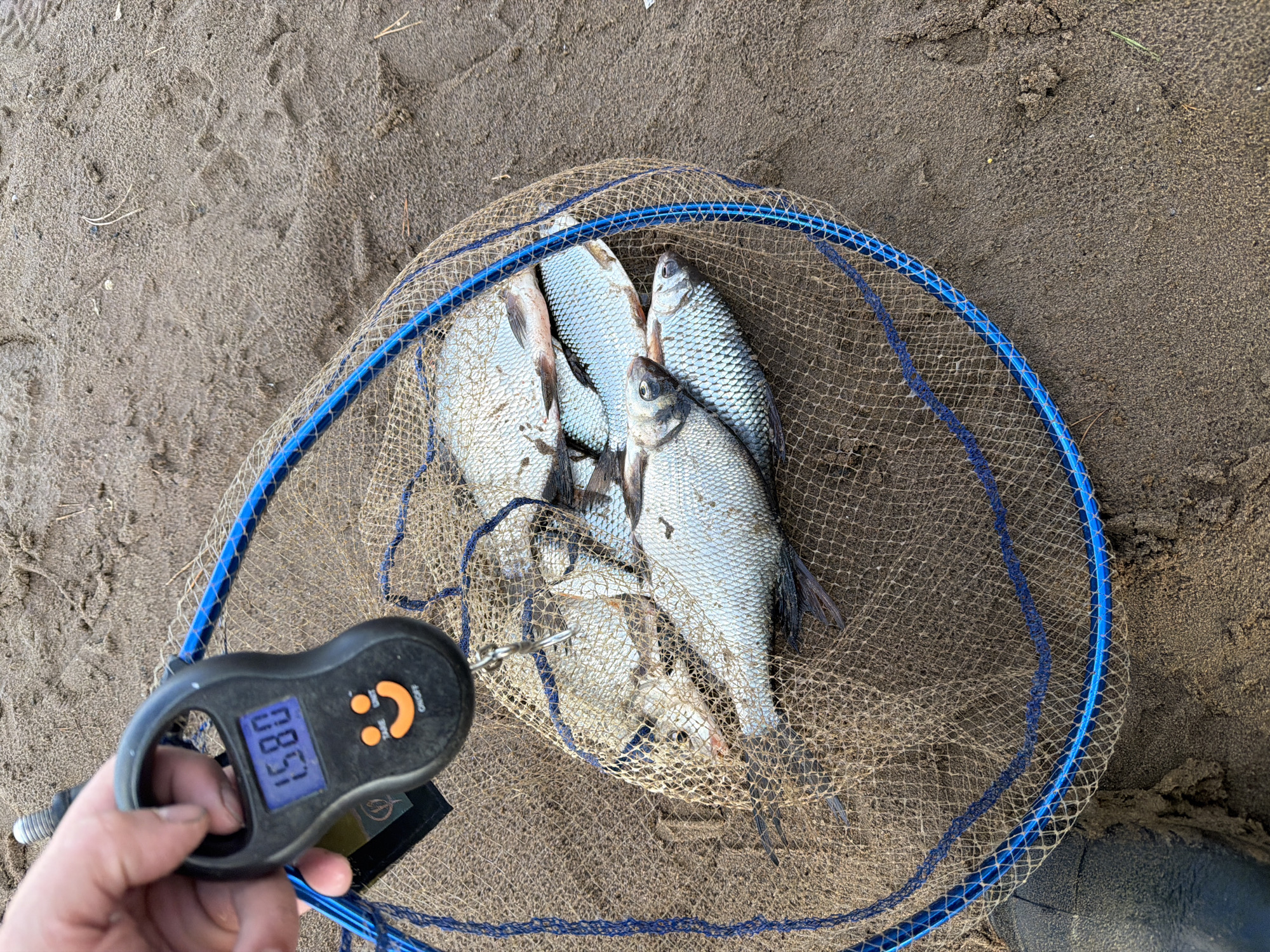 The image shows a collection of fish in a fishing net lying on sandy ground, likely a riverbank or shoreline. A hand holds a digital scale displaying a reading of 1.580. The scene appears to be in an outdoor setting, likely near a body of water. The presence of the fishing net and scale suggests recreational fishing activity. The image was taken in the city of Chaikovsky, Russia.