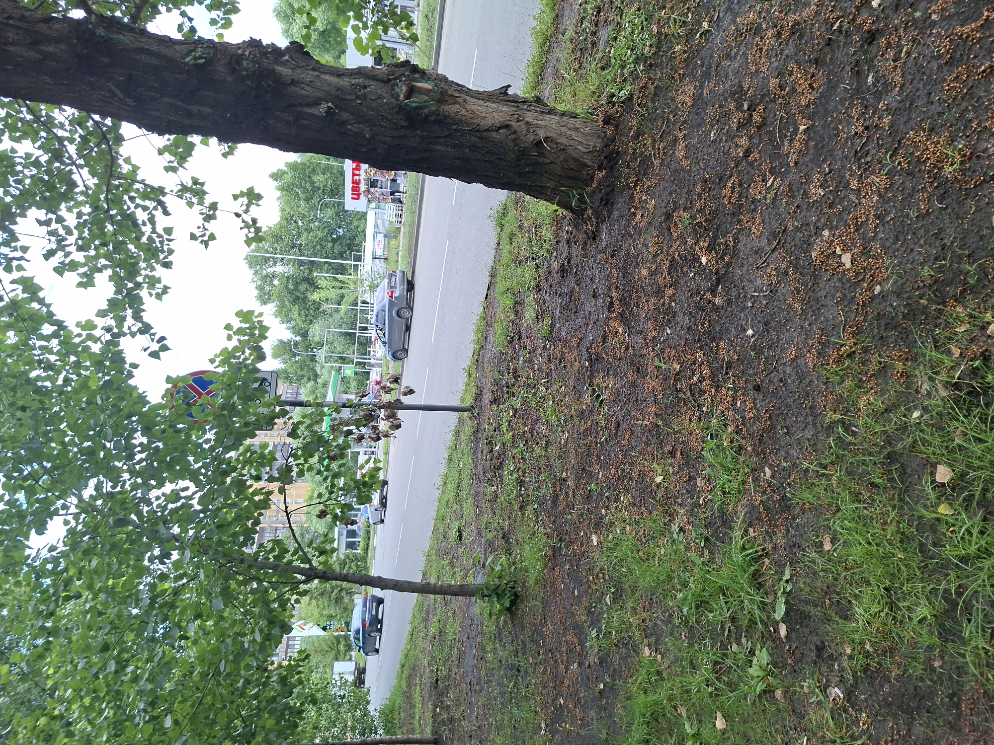 The image depicts a street scene in Kazan, Russia, likely during the daytime. The perspective is angled, showing a sidewalk with a large tree in the foreground. To the left, a road with cars is visible, and beyond that, buildings and more trees. The ground near the tree is covered in dark soil with many small, brown seeds or seed pods scattered across it, alongside patches of green grass.
A red and white sign with the Russian word "ЦВЕТЫ" (Flowers) is prominently displayed on a building across the street, indicating a flower shop. Further down the street, there are other structures and trees, suggesting an urban or suburban environment. Traffic lights and street signs are also present, adding to the street scene. The overall impression is one of an ordinary day in a city, with elements of nature interspersed with urban infrastructure. The lighting suggests it might be overcast or a cloudy day. There are no people actively engaged in a visible activity, though there might be individuals in the background near the shop.