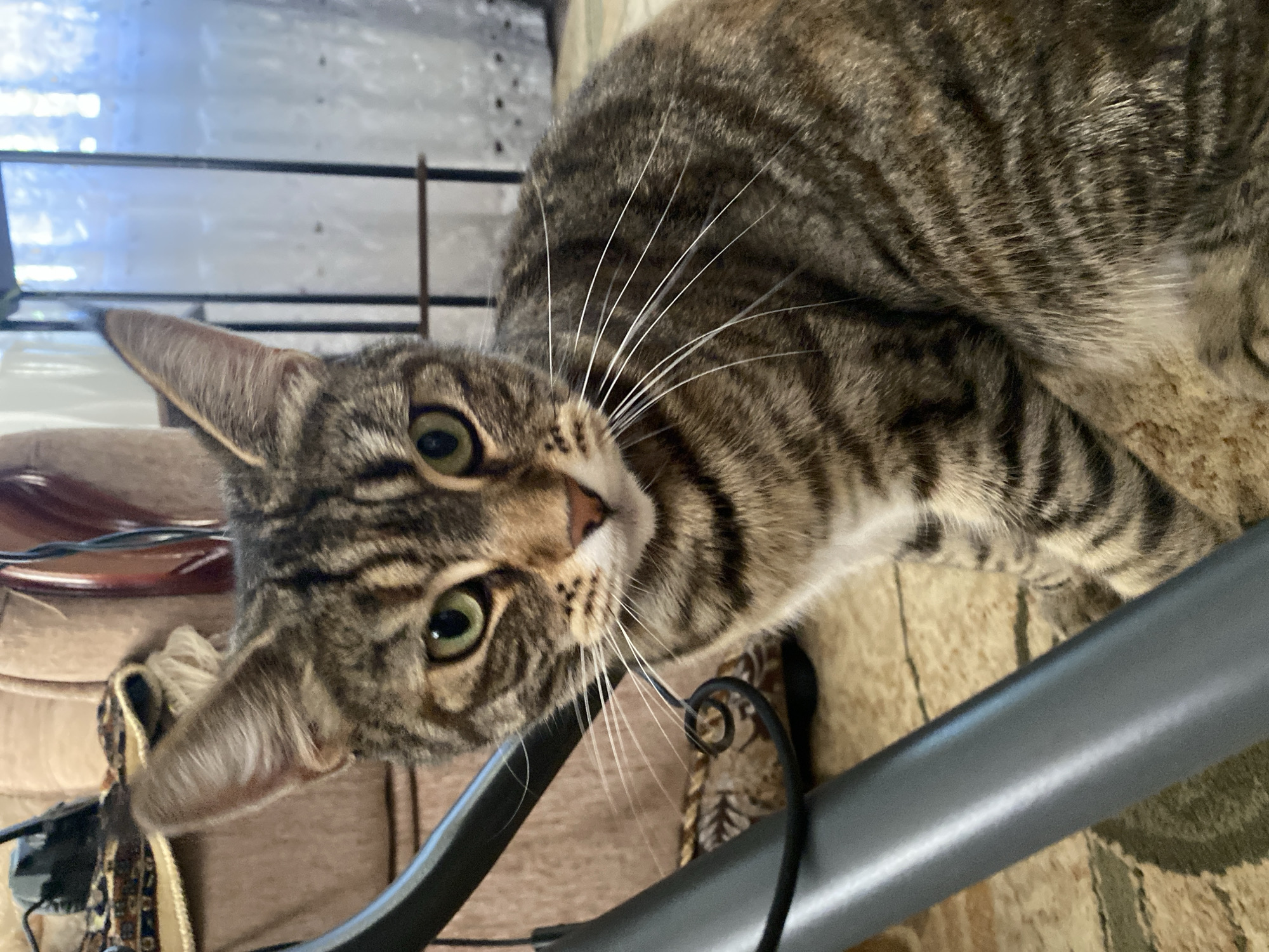 A tabby cat with green eyes is sitting on a patterned rug. The cat is facing the camera, with its head tilted slightly to the right. In the background, there is a chair and a window with curtains. The scene appears to be indoors. There is no information available about the location of this image in the city of Maykop, Russia.