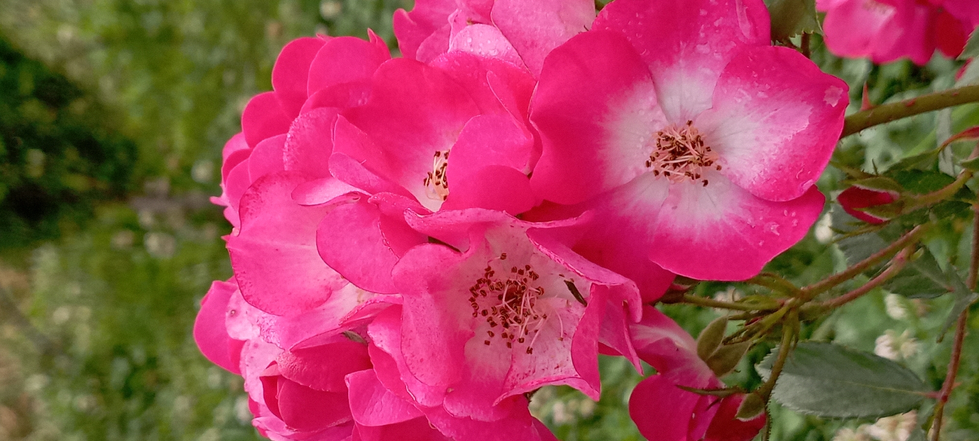 A close-up, vertical, eye-level shot captures a cluster of bright pink roses with white centers. The petals are delicate and layered, some showing subtle water droplets. The stamen in the center of the open blooms are visible and appear dark brown. In the lower left, a small, unopened red rose bud is visible on a thorny stem. The background is softly blurred, suggesting lush green foliage, possibly in a garden setting. The lighting is natural and bright, highlighting the vibrant colors of the flowers.