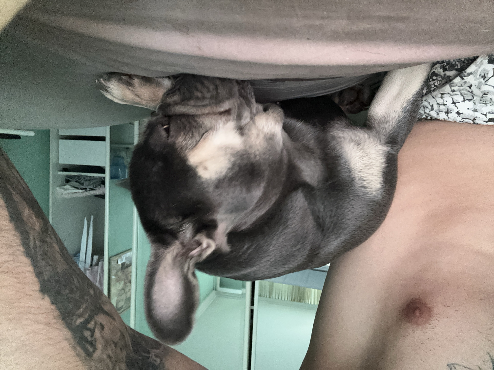 A French bulldog puppy rests its head on the chest of a person. The puppy is mostly gray with white markings on its chest and paws. The person's torso is visible, with a tattoo on their right arm. The background shows a room with shelves and a closet. The scene appears to be indoors, possibly in a bedroom.