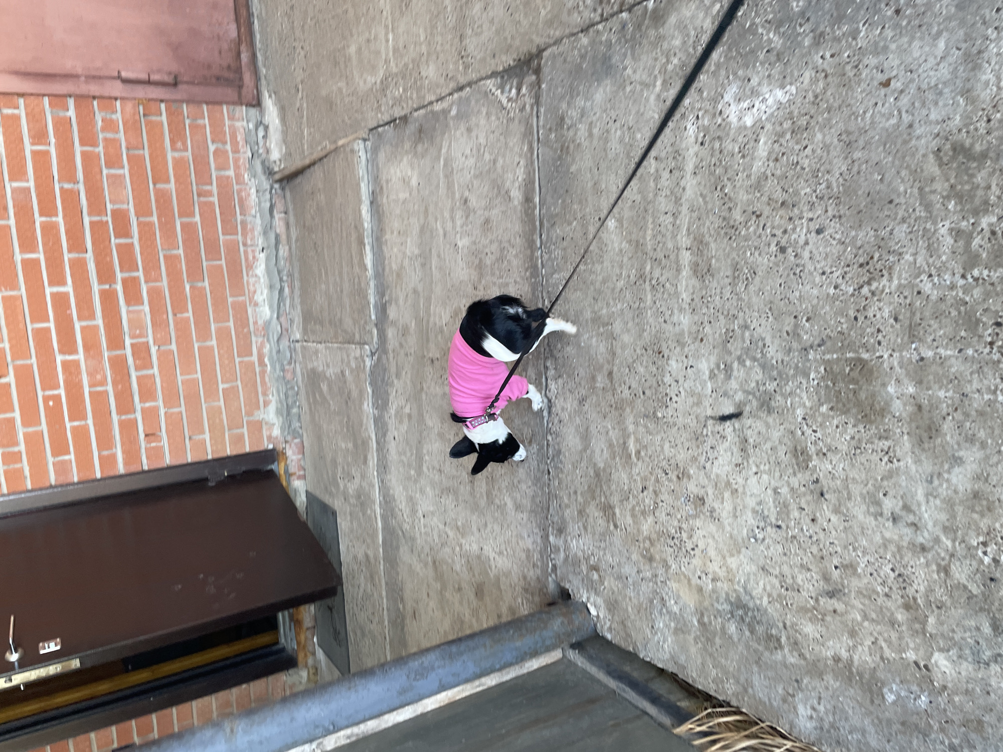 The scene depicts an outdoor environment in the city of Фоки, Russia, characterized by concrete pavement and brick architecture. A small, black and white dog, possibly a Boston Terrier type, is visible in the center of the frame, wearing a pink full-body garment and a white collar with a pink tag. The dog is leashed, with the black leash extending out of frame to the lower right. The animal is oriented to the left, head lowered, appearing to sniff the concrete surface. To the left, a dark brown door is partially ajar, revealing an interior. A dark mat rests on the threshold. A reddish-orange brick wall, constructed with white mortar, occupies the background behind the door and extends to the right. A closed, reddish-brown door is recessed into this brick wall on the right side of the frame. A dark grey cylindrical pole is positioned vertically on the far left, with some dried organic material at its base. The concrete pavement shows signs of wear and minor discoloration, with visible expansion joints.