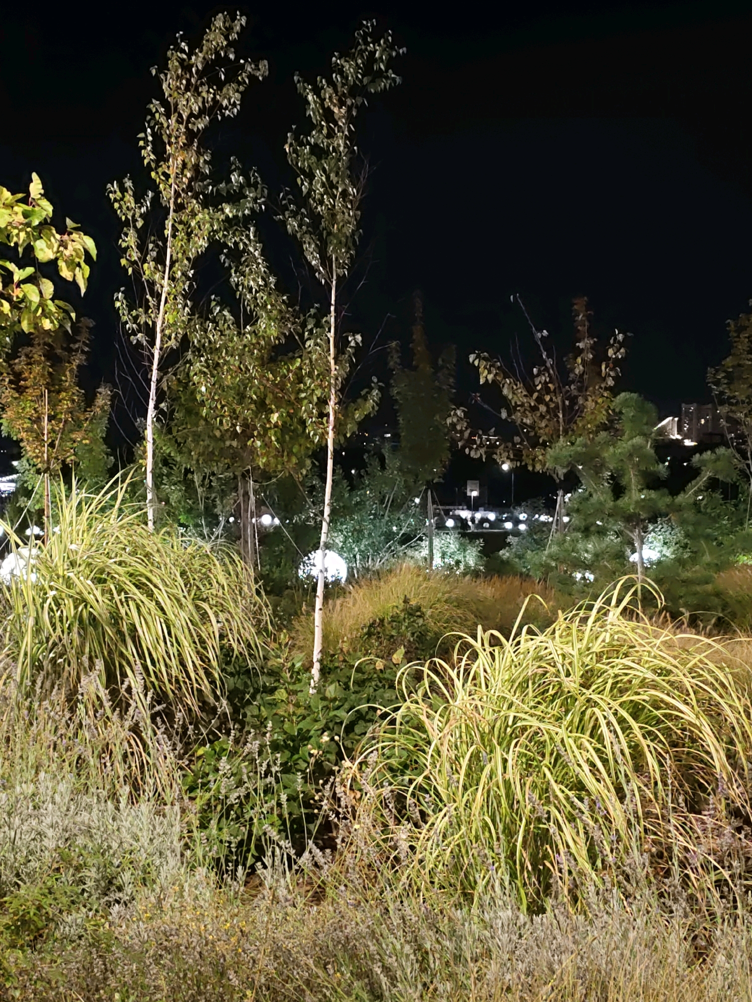 This is a nighttime, eye-level, medium shot of an urban park landscape in Rostov-on-Don, Russia. In the foreground, dense clusters of ornamental grasses with variegated yellow and green leaves dominate the scene, interspersed with lower-growing, silvery-green, herbaceous plants. Behind these, slender, light-barked trees, possibly birch, stand tall, their leaves illuminated from below. Further back, a variety of trees and shrubs create a layered effect. In the background, blurred lights suggest a city environment, with distant buildings and streetlights visible. Several spherical, white light fixtures are scattered throughout the park, illuminating the foliage. The overall impression is a cultivated, landscaped area within a city at night.