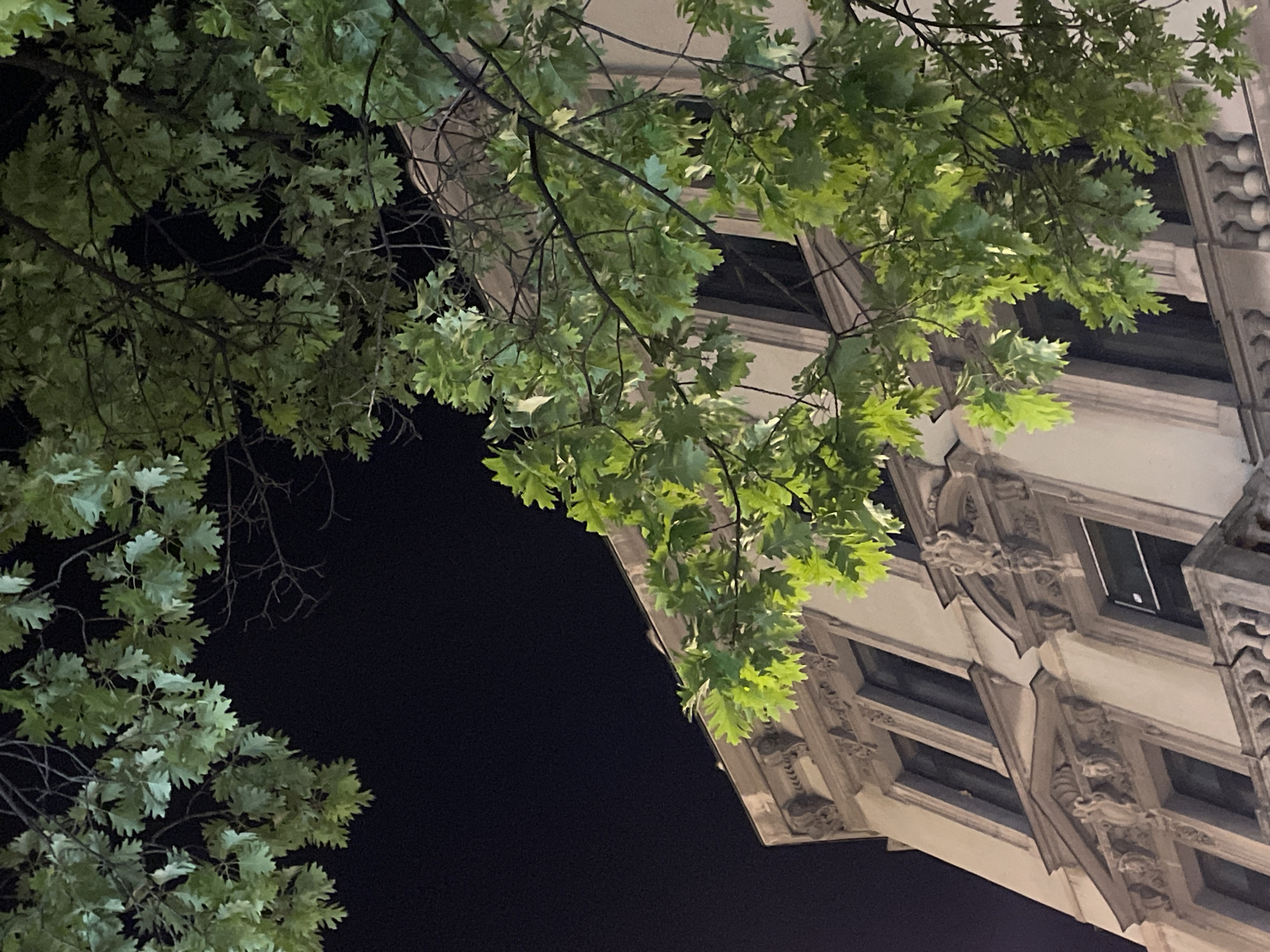 A nighttime, low-angle shot captures the ornate facade of a building in Belgrade, Serbia, partially obscured by lush green oak tree branches. The building, likely residential, features multiple stories with tall windows and decorative architectural elements such as moldings, cornices, and balconies. The dark night sky provides a stark contrast to the illuminated building and the vibrant foliage. The lighting suggests artificial illumination from streetlights or nearby buildings, highlighting the textured surfaces of the architecture and the detailed leaves of the oak trees.