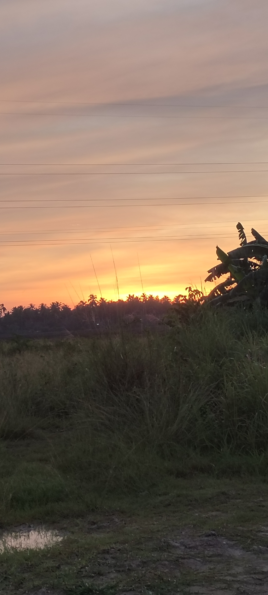 This image displays an outdoor landscape scene during either sunrise or sunset in Lhokseumawe, Indonesia. The upper two-thirds of the frame are occupied by a sky exhibiting a gradient from a pale purplish-gray at the top to vibrant orange and yellow tones at the horizon. Three parallel, dark power lines horizontally traverse the upper section of the sky. A continuous, dark silhouette of a tropical treeline, including numerous palm trees and dense foliage, defines the horizon line across the middle of the image, partially obscuring a bright yellow light source consistent with the sun. The lower third of the image features an uncultivated field dominated by tall, dark green grasses and sparse vegetation. An irregular puddle of standing water is visible on the muddy ground in the bottom-left corner. Toward the mid-right, dark, broad leaves, consistent with a banana plant, are silhouetted against the bright sky. The immediate foreground consists of uneven ground with patches of earth and short grass. No human subjects, animals, or specific activities are present.