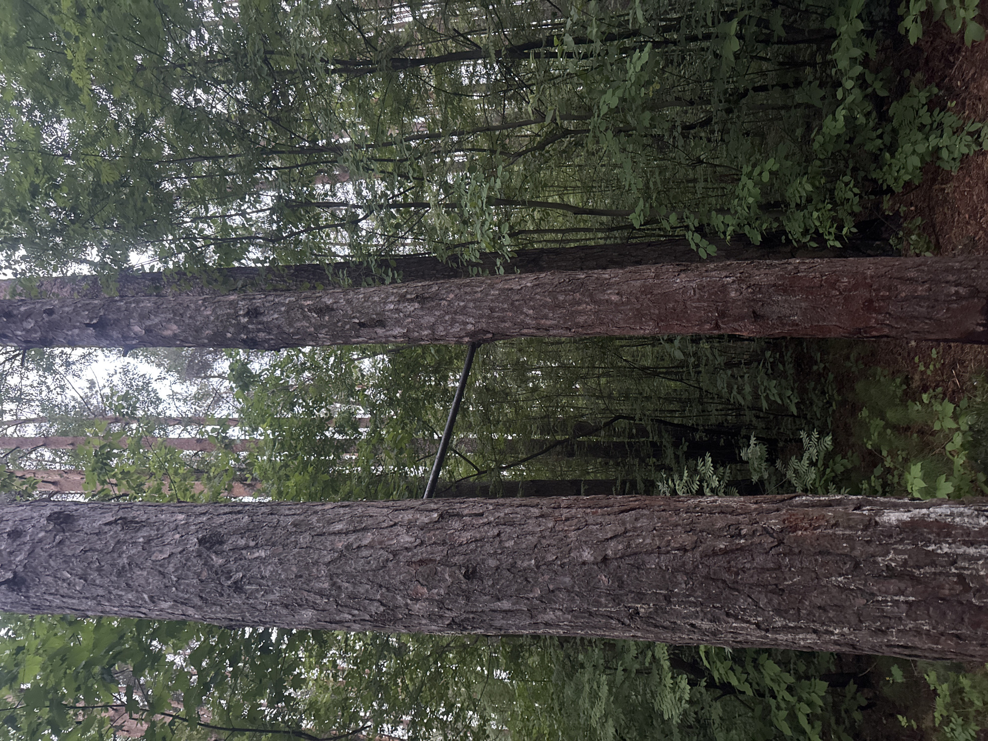 The image depicts a forested area, possibly a park, in Chaikovsky, Russia. Two large tree trunks dominate the foreground. Between the trees are other trees and foliage. A metal bar connects the two trees.