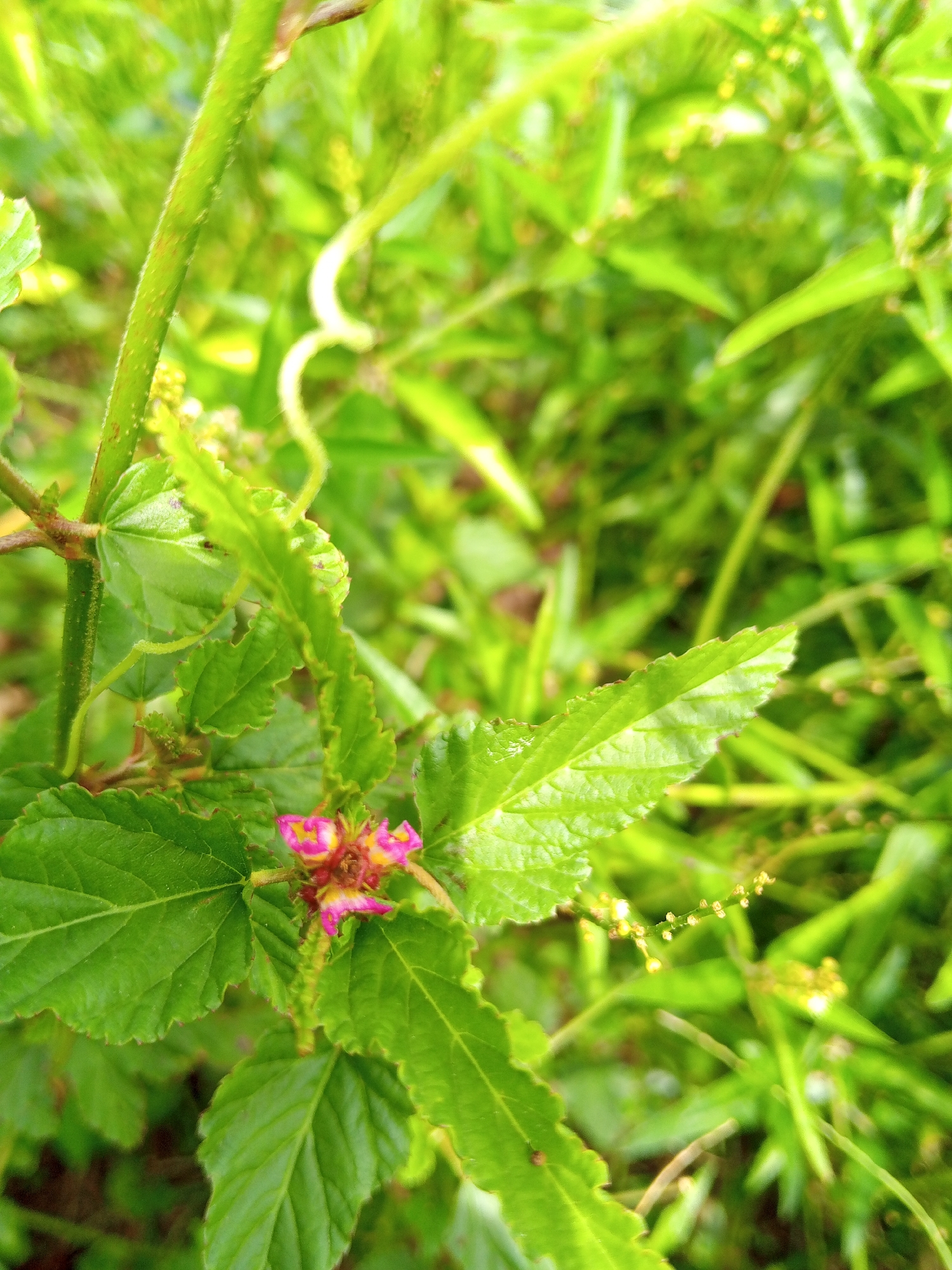 The image shows a close-up of green vegetation, likely a plant, with textured leaves. A distinctive flower, with pink and yellow coloration, is partially visible. The plant stem has small, thorny projections. The background features blurry, other green foliage. The location is specified as Palohigeuh, Indonesia, but there are no elements in the picture that allow for corroborating or verifying this detail. No human presence or objects of human origin are observed.