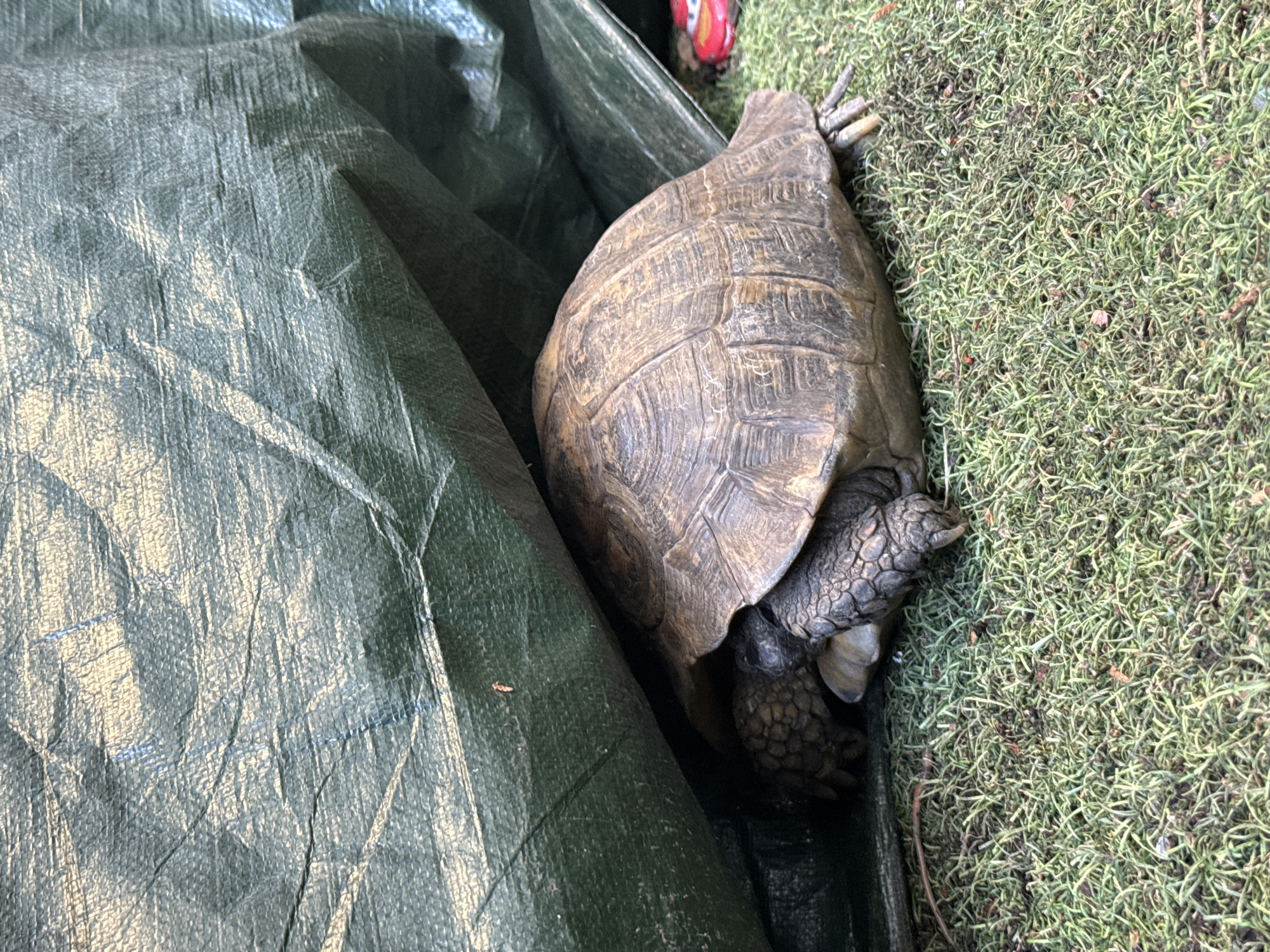 A tortoise rests partly on a green tarp and partly on grass. The location is Domont, France.