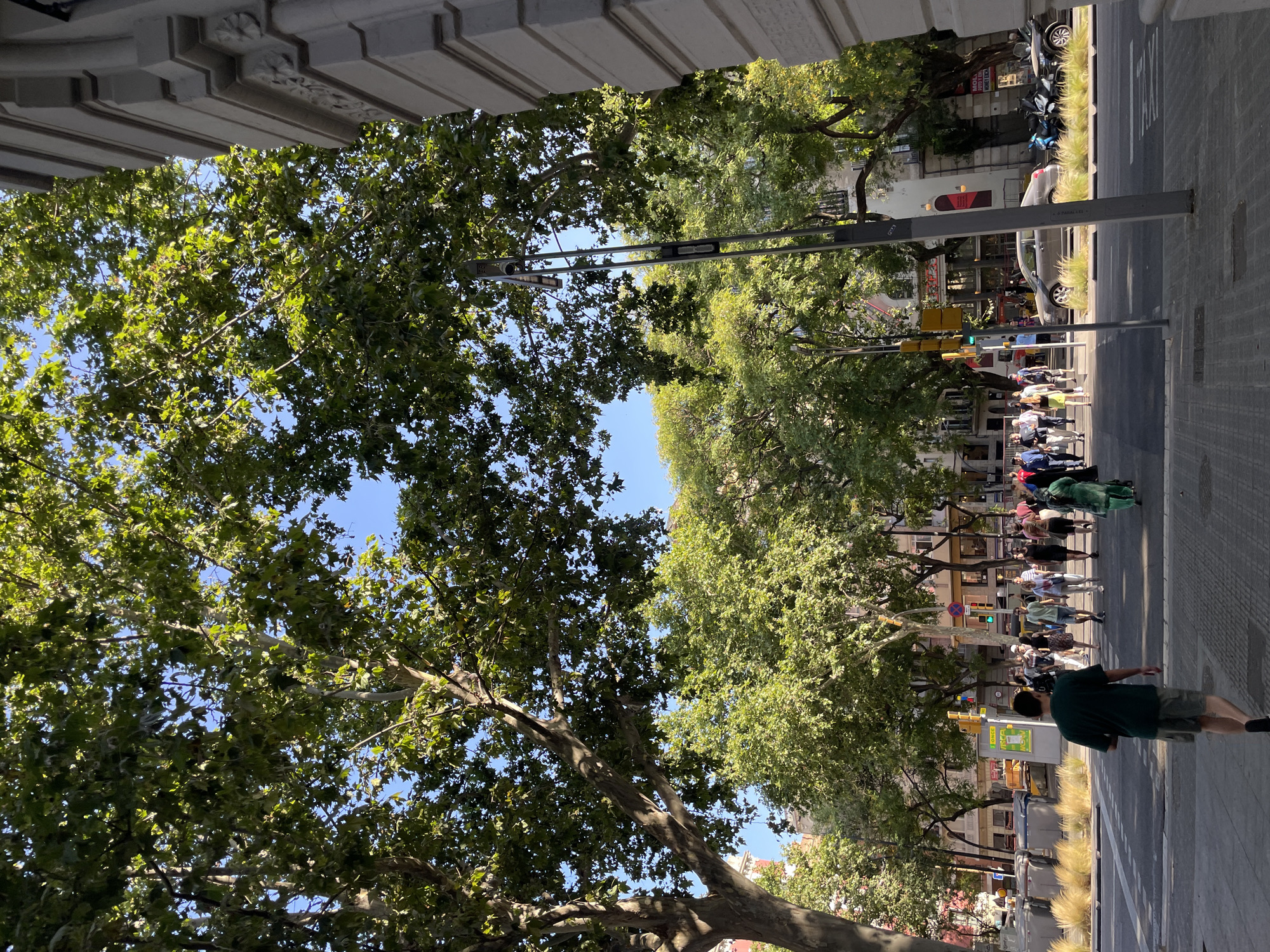 A street scene in Barcelona, Spain, captures a crosswalk with pedestrians crossing in bright sunlight. The foreground is dominated by a paved sidewalk and a crosswalk. A man in a dark green t-shirt and khaki shorts walks away from the camera, entering the crosswalk. Behind him, a group of diverse individuals, dressed in casual summer attire, are crossing the street. The street itself has a paved surface and markings for traffic lanes and a pedestrian crossing.
The mid-ground reveals more people walking on the sidewalk and crossing the street, with a few cars parked along the roadside, including a silver sedan and several motorcycles. Traffic lights are visible at the intersection. Buildings with storefronts line the street, some with awnings and advertisements.
The background is filled with lush green trees that create a canopy over the street, with their branches and leaves illuminated by the sun, casting shadows on the ground. The sky above is a clear, bright blue. The architecture of the buildings suggests a European urban setting. The overall impression is a busy, sunny day in a city with significant tree cover.