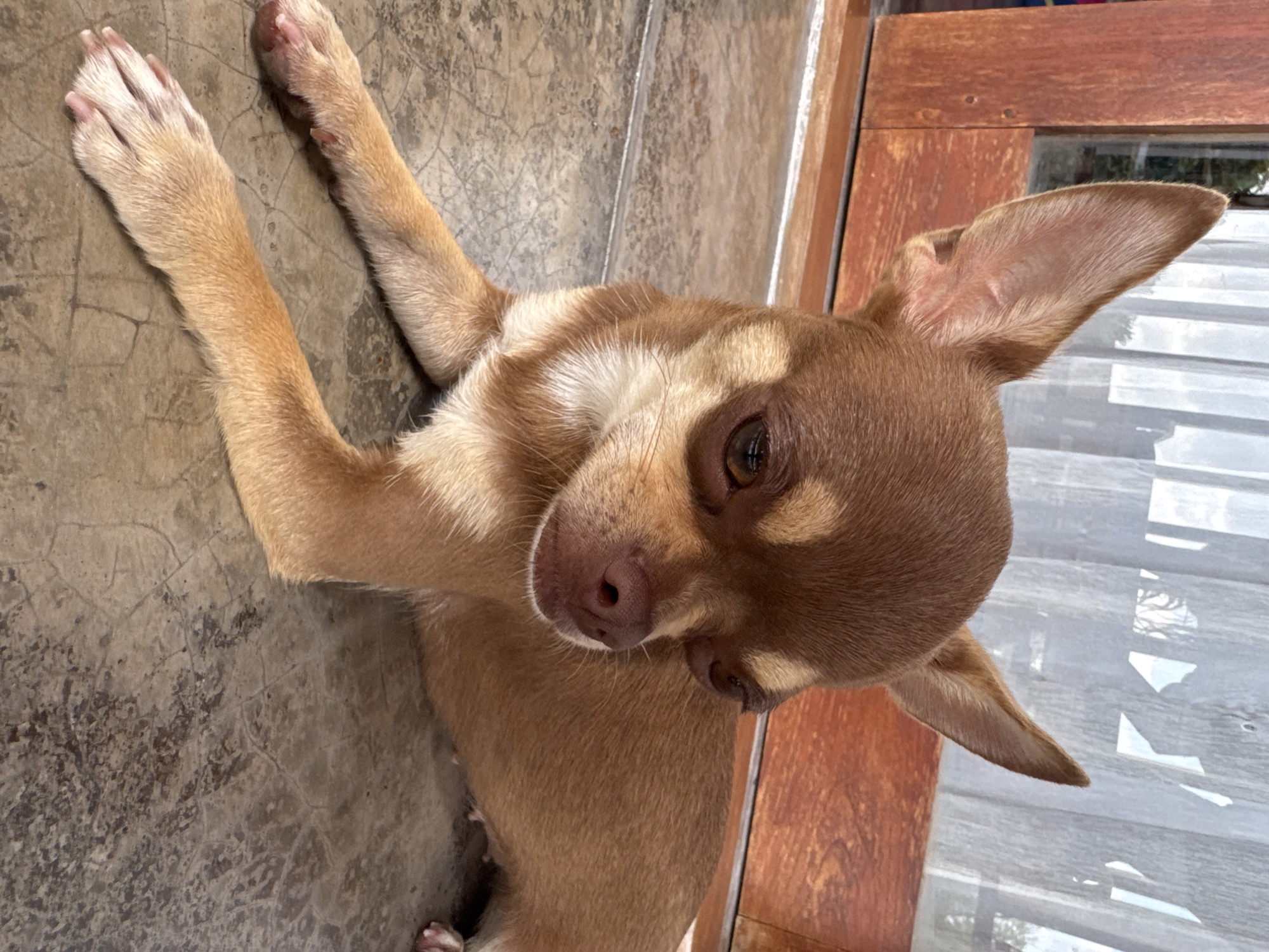 A tan and brown chihuahua rests on a concrete floor, its head turned to the right. The dog is lying down with its front paws extended. Behind the dog, a wooden door with glass panes is visible, and sheer curtains hang in the windows, obscuring the view of the outdoors. The lighting suggests it is daytime. The location is identified as Unknown, Unknown.
