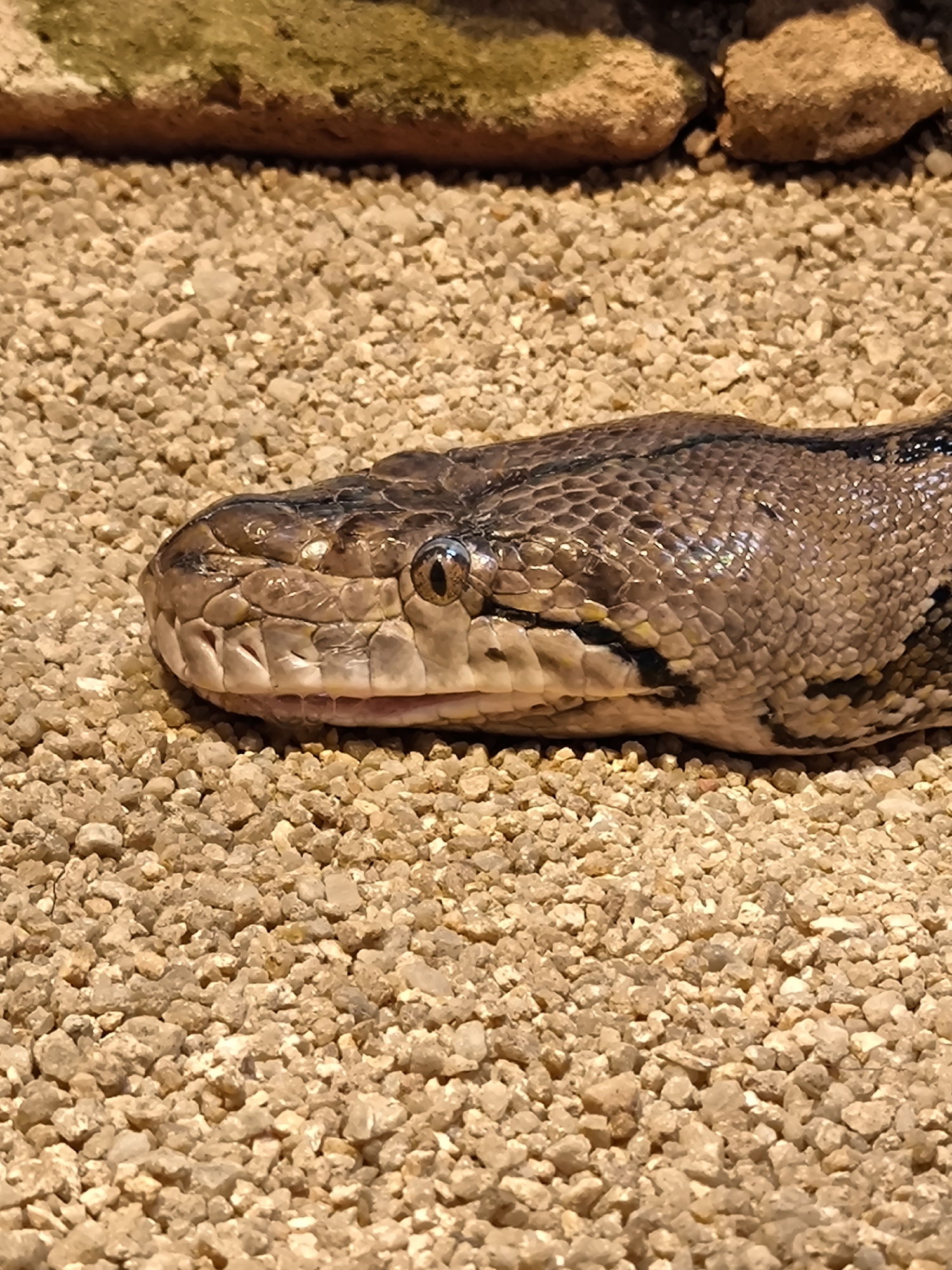 A close-up, eye-level, horizontal shot shows the head and upper body of a reticulated python lying on a bed of small, tan-colored gravel. The snake's scales are a mix of brown, tan, and black, with a distinct diamond pattern visible on its body. Its head is slightly turned to the left, revealing its eye with a dark pupil and a lighter iris. The snake's mouth is slightly open, showing a hint of its pink tongue. In the background, out of focus, are two large rocks and what appears to be some green moss or vegetation. The lighting is natural, casting soft shadows on the gravel and highlighting the texture of the snake's scales.