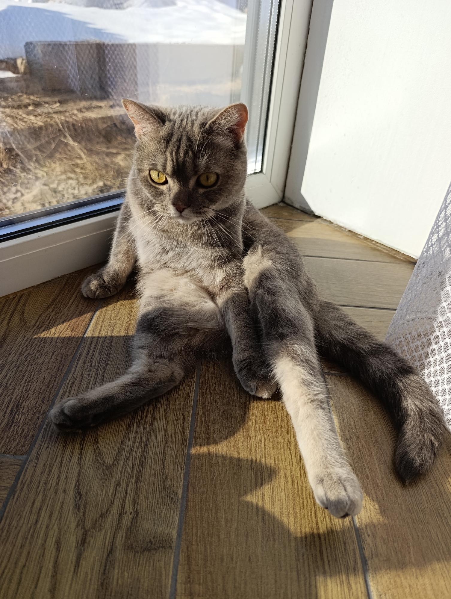 A gray cat with yellow eyes is sitting on a wooden floor next to a window. The cat is positioned in the corner of the room, near a white wall and sheer white curtains. Outside the window, there's a view of an overcast landscape. The location is Chaikovsky, Russia.