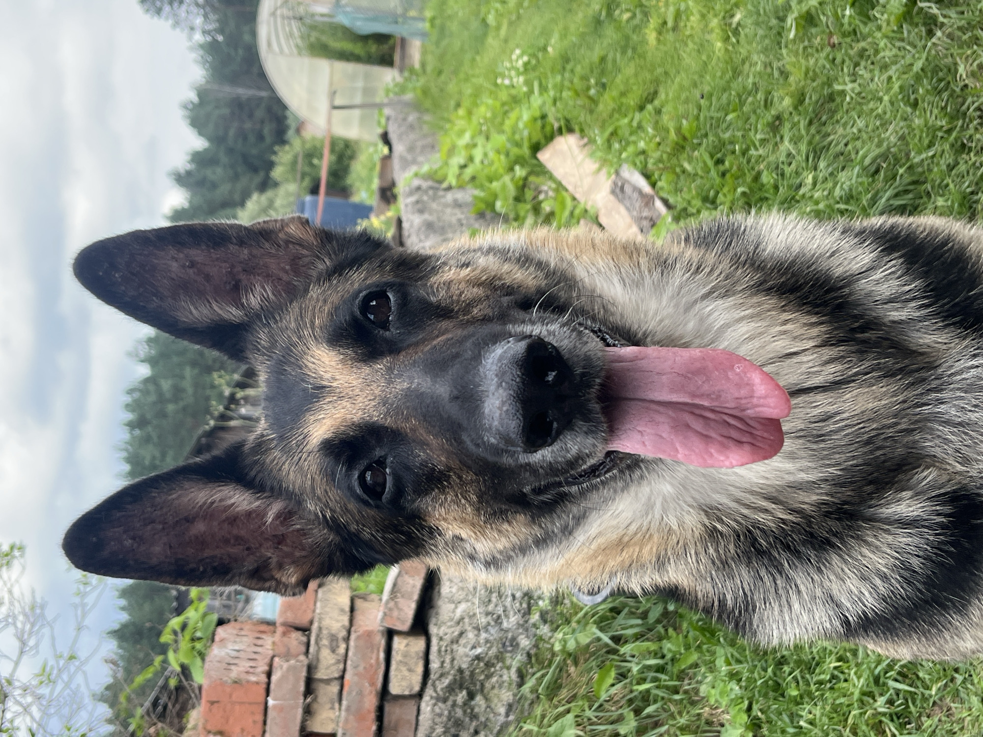 A German Shepherd dog with its tongue hanging out sits in a grassy, outdoor area. The dog's fur is a mix of black, brown, and tan. In the background, there is a pile of bricks, a concrete wall, green foliage, and a greenhouse. The sky is overcast. This image was taken in Nizhny Tagil, Russia.
