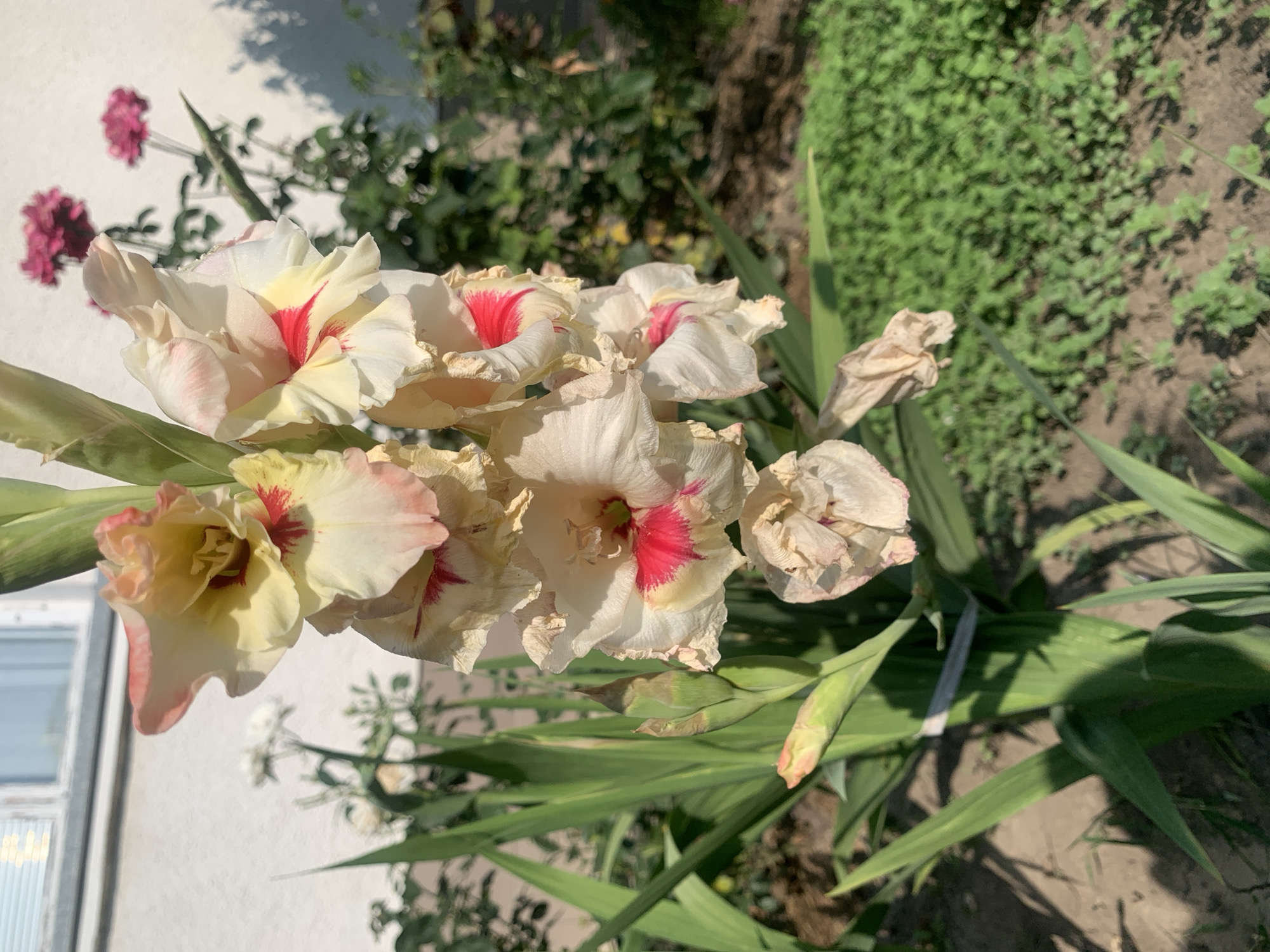 The image depicts a close-up view of a gladiolus flower spike in a garden setting. The gladiolus has cream-colored petals with pink edges and a deep red splash in the throat of each bloom. Some flowers are fully open, while others are still buds. The gladiolus is planted in soil, and tall, sword-like green leaves are visible at the base of the plant. In the background, a white wall of a building is visible, with the reflection of windows on its surface. To the right of the gladiolus, other flowers, appearing to be roses in a darker pink hue, are in bloom. The ground is covered with green grass and some patches of soil. The scene appears to be outdoors during the daytime, with dappled sunlight casting shadows on the ground. The specific location is a garden in the city of Kolomyia, Ukraine. There are no people or animals visible in the image. The overall impression is that of a well-maintained garden in a residential area.