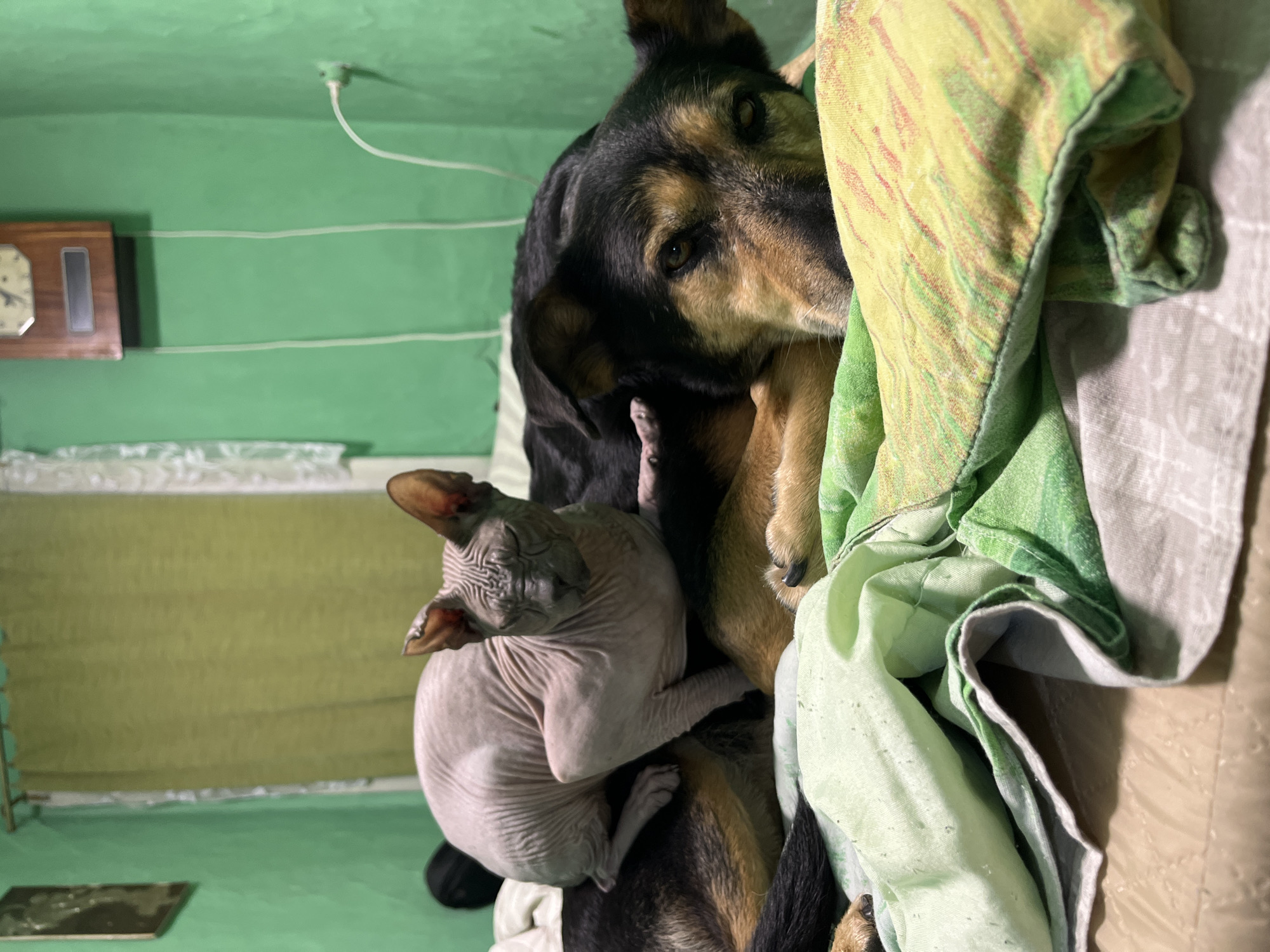 A light-skinned, wrinkly Sphynx cat is perched on the back of a dark-colored dog. The dog is lying down with its head resting on a colorful, patterned blanket. The background shows a green wall, a window with a curtain, and a wooden clock mounted on the wall. The overall scene appears to be an indoor setting, possibly a bedroom or living room. There are no discernible elements that indicate a specific location in Nizhny Tagil, Russia.