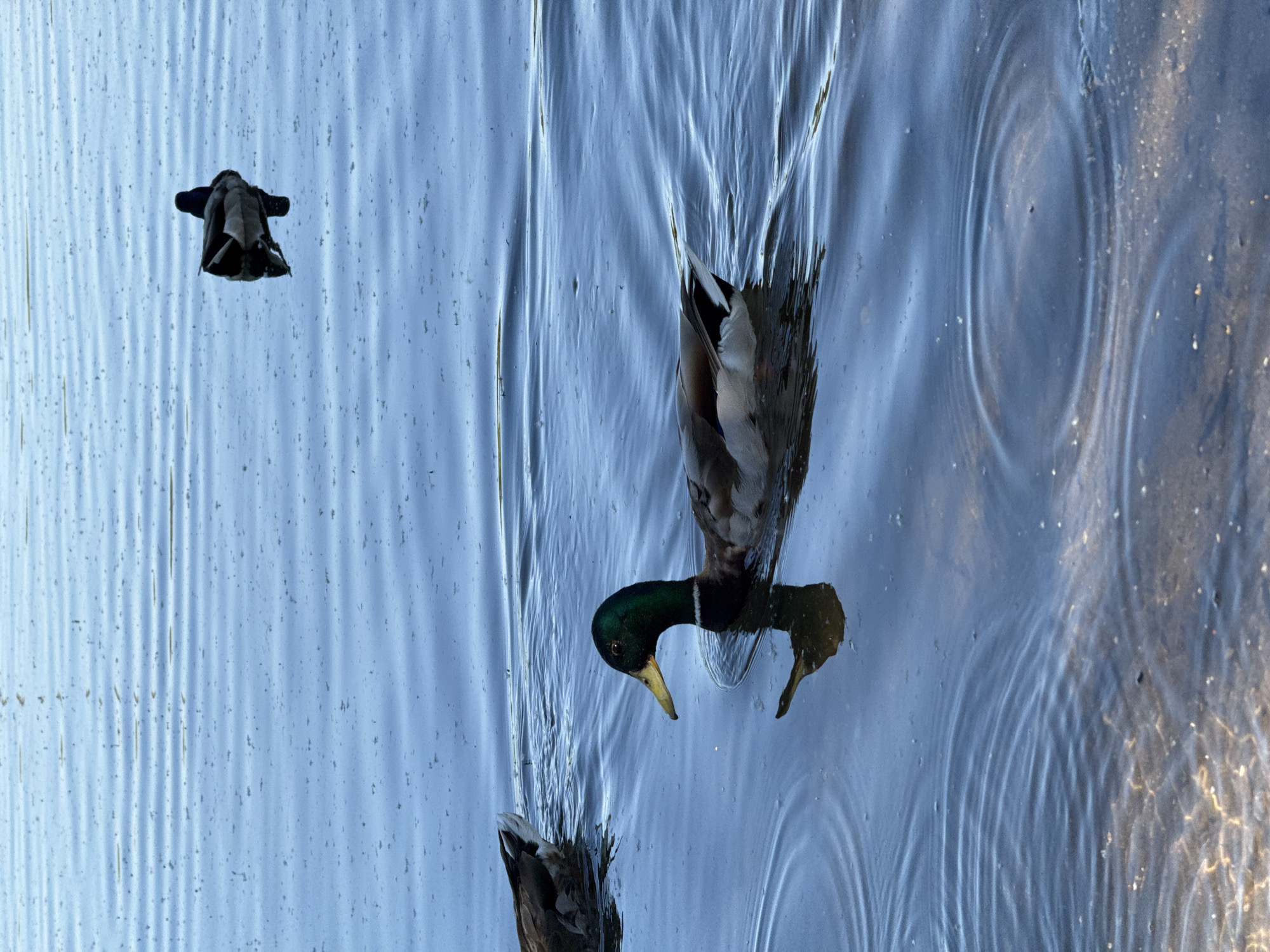 This image captures a scene on a body of water in the city of Khimki, Russia, featuring three ducks. No human subjects are present.
In the mid-ground, a male Mallard duck is swimming from left to right. This duck is characterized by an iridescent green head, a yellow bill, a distinct white neck ring, a brown breast, grey flanks, and black tail feathers, one of which curls upwards. A clear, dark reflection of the duck is visible directly beneath it on the water's surface, accompanied by ripples emanating from its movement.
Further into the upper-right portion of the frame, a second duck is floating. This duck, also appearing to be a male Mallard, is positioned with its back towards the viewer, showing its dark head and back plumage. A subtle reflection of this duck is also visible.
A third duck is partially visible in the far left of the frame, with only its brown and white rear plumage showing as it moves leftward, creating ripples behind it.
The water is a tranquil blue, covered with small, irregular ripples across its surface and more pronounced concentric waves surrounding the ducks. Small dark specks, likely organic debris, are scattered on the water. In the immediate foreground, the water is shallow enough to reveal the sandy or pebbled lakebed, which exhibits shimmering patterns where sunlight penetrates and reflects.