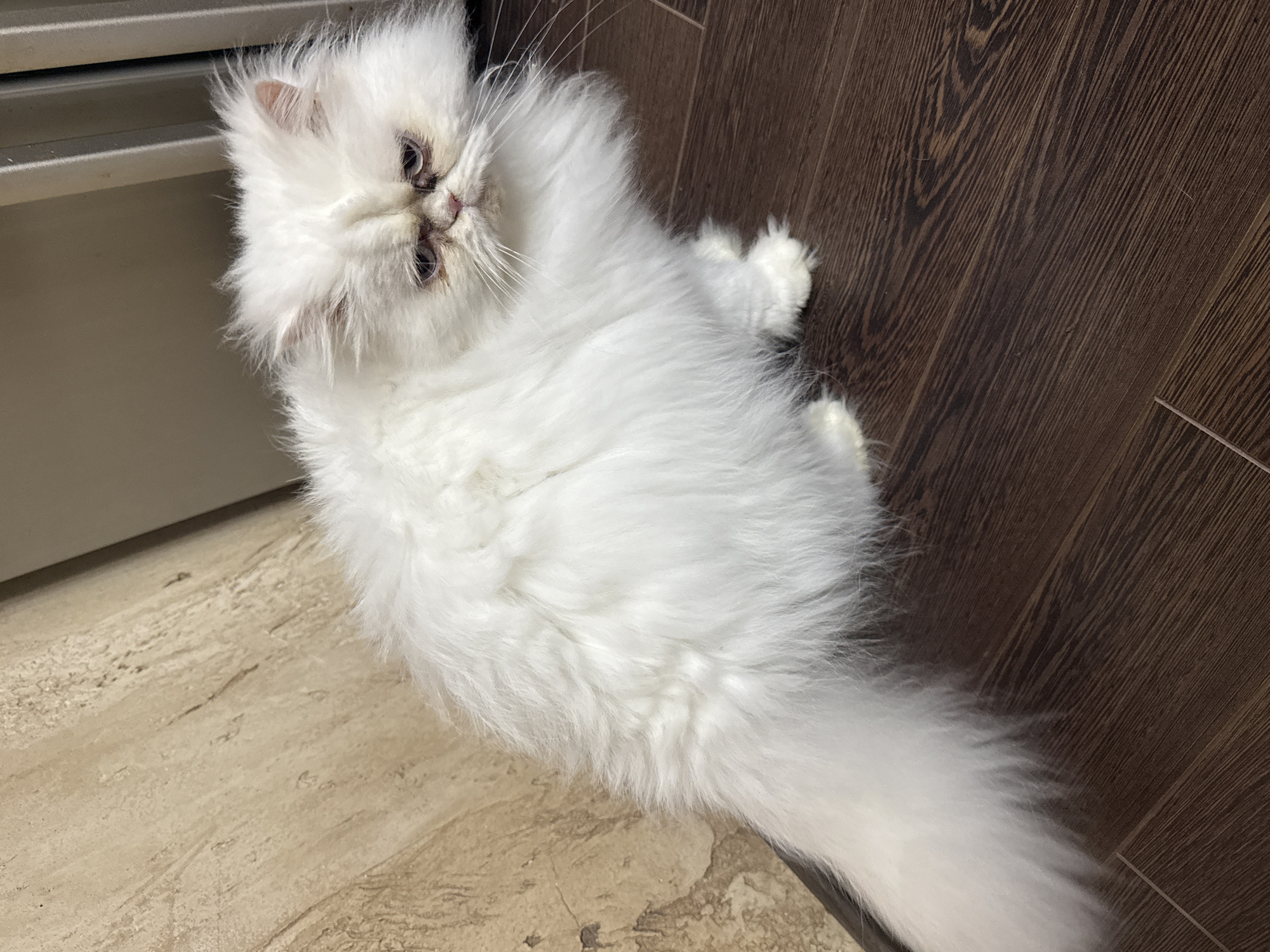 A white, long-haired cat is lying on a floor. The floor is a mixture of light brown tile and dark brown wood. The cat is facing upwards, with its head near a light-colored cabinet. The location appears to be indoors. The location of this image is unknown, and is not necessarily in the city of Burgas, Bulgaria.