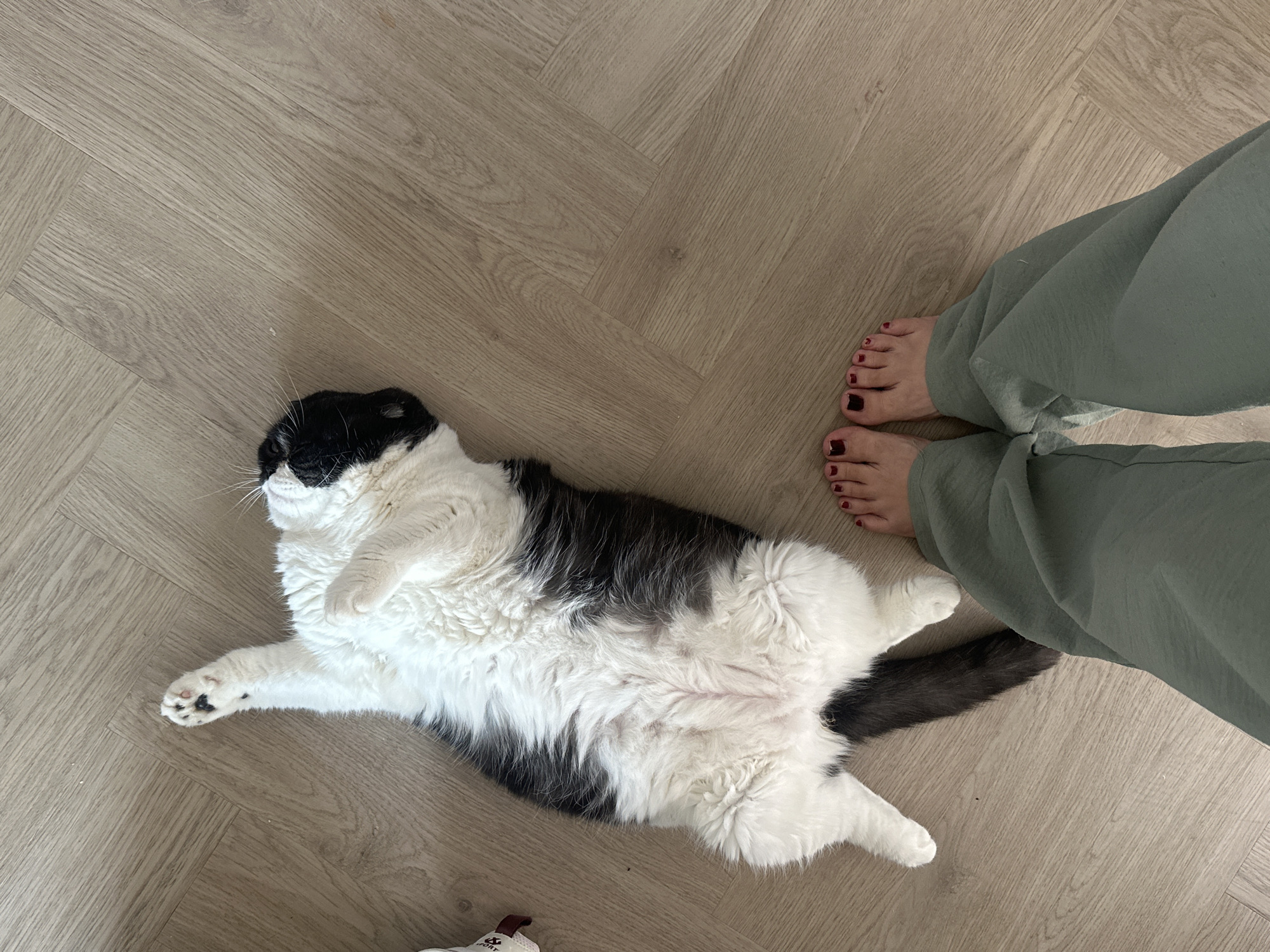 An overhead shot captures a domestic scene featuring a black and white cat and the lower legs and feet of a person on a light-colored wooden or laminate floor, laid in a herringbone pattern.
The main subject is a fluffy, stout cat, predominantly white with large black patches on its head, back, and tail. It is lying on its back with its belly exposed, appearing relaxed and comfortable. Its front paws are slightly curled, and its back paws are extended. The cat's left front paw shows distinctive black paw pads.
To the right of the cat are the bare feet of a person, painted with dark red nail polish. The person is wearing loose-fitting, olive green pants that cover their lower legs. The feet are positioned as if the person is standing still, observing the cat.
The activity depicted is the cat resting or relaxing in the presence of its owner or a household member. The scene suggests a calm, everyday moment within a home.
Notable details include the clean, light-toned flooring, which adds to the bright feel of the image. A small, partially visible white object with black text that appears to read "...SPORT" is in the bottom left corner, possibly a shoe or slipper. The location context provided is Kharnavy, Russia, suggesting this is a home in that region. The lighting is soft and even, typical of indoor settings.