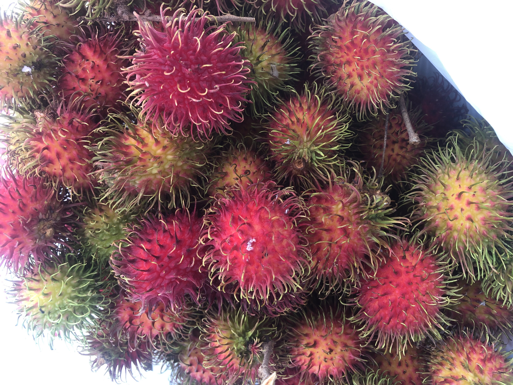 A close-up, high-angle shot shows a large pile of rambutans, a tropical fruit native to Southeast Asia. The rambutans are varied in color, with some being bright red and others a more muted pinkish-red with yellow undertones. They are covered in a dense layer of soft, fleshy spines that are green at the tips and transition to a lighter color closer to the fruit's surface. Some of the spines have a dark, almost black, tip. The rambutans are tightly packed together, obscuring much of the background, though a sliver of white can be seen at the bottom right, suggesting they are in a container. The lighting is bright, causing some highlights and reflections on the fruit's surface. The image depicts the abundant harvest of these spiky, colorful fruits.