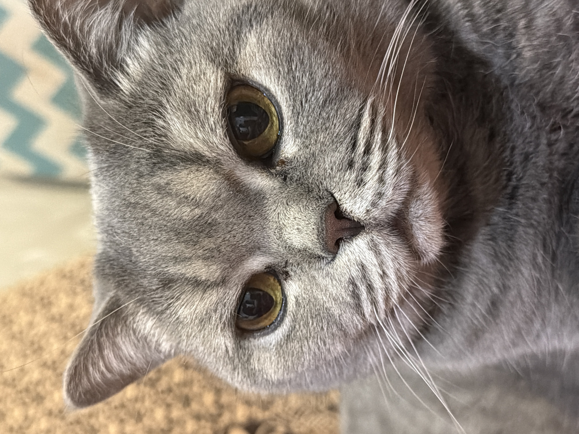 A close-up, high-angle shot features a gray tabby cat's face. The cat has golden eyes and a pink nose. The background includes a blurry light brown surface and a hint of a blue and white geometric pattern. The location is not discernible from the image to determine if the location is in Perm, Russia.