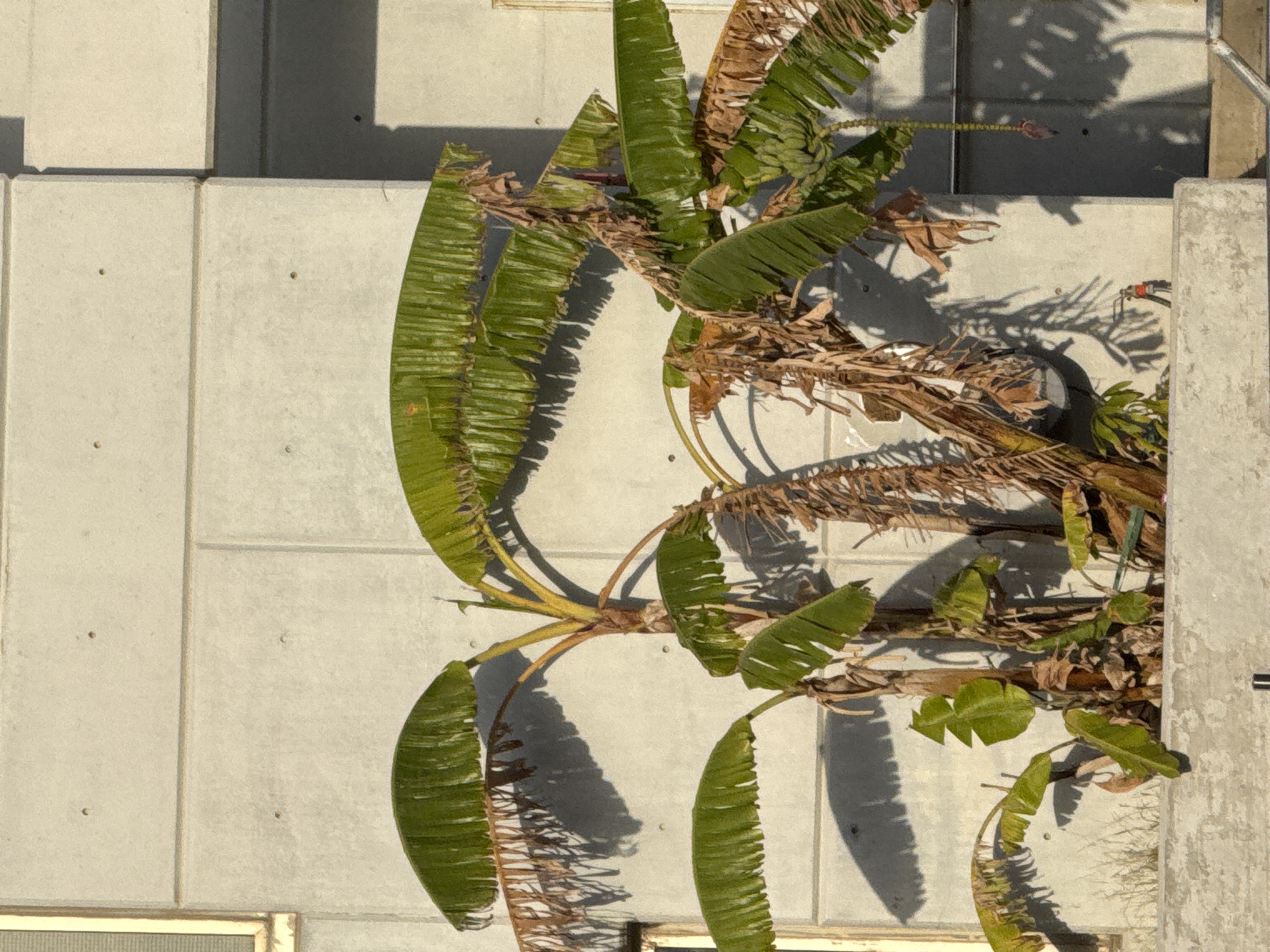 The image displays a large, tropical plant, likely a banana tree, set against a light grey concrete building wall. The plant's foliage features a mix of healthy, vibrant green leaves and numerous dry, brown, and torn leaves, suggesting natural wear or environmental factors. A distinctive reddish-purple banana blossom is visible on a stalk extending towards the upper right of the frame, indicating the plant is in fruit-bearing stage.
The concrete wall in the background shows clear modular panels with visible seams and small, circular indentations, possibly from construction formwork. Bright sunlight illuminates the scene, casting long, sharp shadows of the plant's leaves and branches onto the wall, suggesting a clear, sunny day, likely morning or late afternoon. A partial view of a concrete pillar or structural element is visible along the right edge of the image. There is no explicit activity taking place, nor is any visible text present. The scene depicts an outdoor environment, possibly a garden or courtyard within an urban setting in Tel-Aviv, Israel.