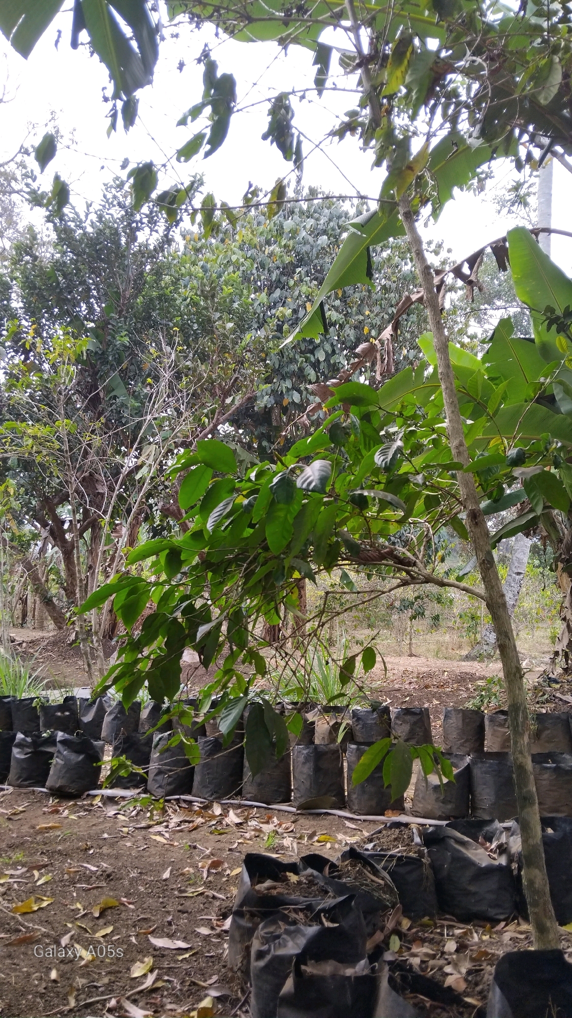 In Sumedang, Indonesia, a scene unfolds in an outdoor nursery or garden. A row of black plastic bags, presumably for seedlings or saplings, stretches across the foreground, some filled with soil and others empty. Scattered dry leaves litter the brown, earthy ground. Beyond this, a larger planting area is visible, with more rows of black bags lined up. Lush green trees and foliage dominate the background, with some banana leaves prominently displayed. The sky is overcast, suggesting a daytime scene. The overall impression is one of a cultivating space, likely for plant propagation.