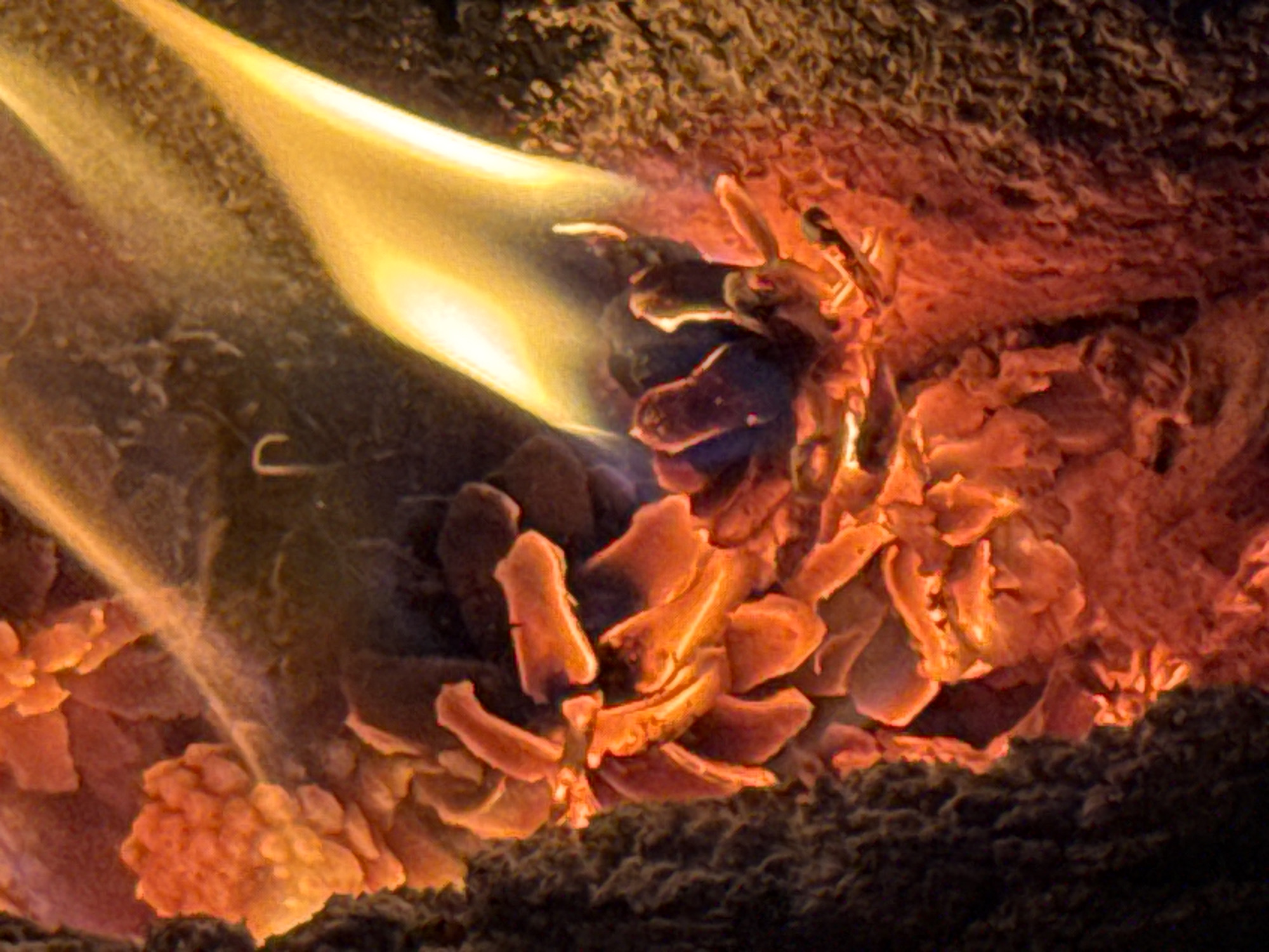 This macro photograph captures a close-up view of a combustion process occurring in Shepelevo, Russia. The scene is dominated by vibrant orange and yellow flames emanating from the lower-right and ascending diagonally towards the upper-right quadrant. Surrounding the base of the flames and extending across the central and lower-left areas is a mass of material glowing intensely with shades of red, crimson, and deep orange, indicating active burning and smoldering. This material exhibits a rough, irregular, and fragmented texture, appearing as a collection of glowing flakes and chunky forms. Darker, textured, brownish-black material, possibly unburnt fuel or charred remnants, borders the left side and segments of the right, providing a contrasting background. No individuals, identifiable human subjects, or specific man-made objects are visible within the frame, focusing solely on the intricate details of the fiery process.