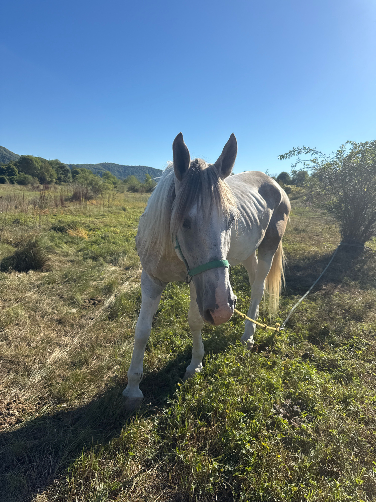 A dappled grey horse stands in a grassy field under a clear blue sky. The horse is facing the camera, with its head slightly lowered. It is wearing a green halter and a yellow rope is attached to the halter and secured to a nearby bush. The field is covered in dry and green grass, with a few scattered clumps of darker vegetation. In the background, rolling hills covered in trees are visible. The scene appears to be in a rural area, likely a pasture or ranch, and there is no indication of the city of Tenginka, Russia.