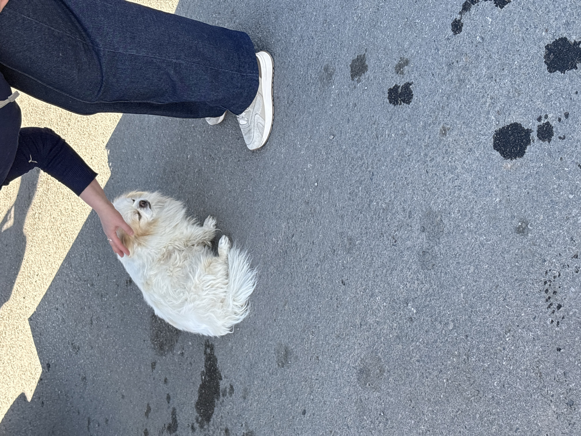 The image shows a person petting a small, white dog lying on asphalt. The person is wearing dark blue jeans and a grey sneaker. Their left hand is gently touching the dog's head. The dog is curled up on its side, looking towards the person. Dark stains are scattered on the asphalt surface. The location is Verkh-Sosnova, Russia.
