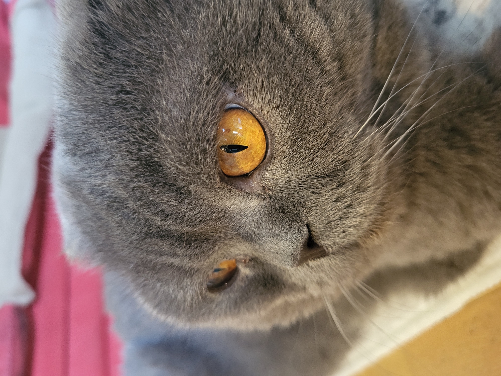 Close-up of a grey cat's face, focusing on its golden eyes and dense fur. The cat's head is tilted, revealing parts of its face and whiskers. The background is blurred, showing some colored elements.