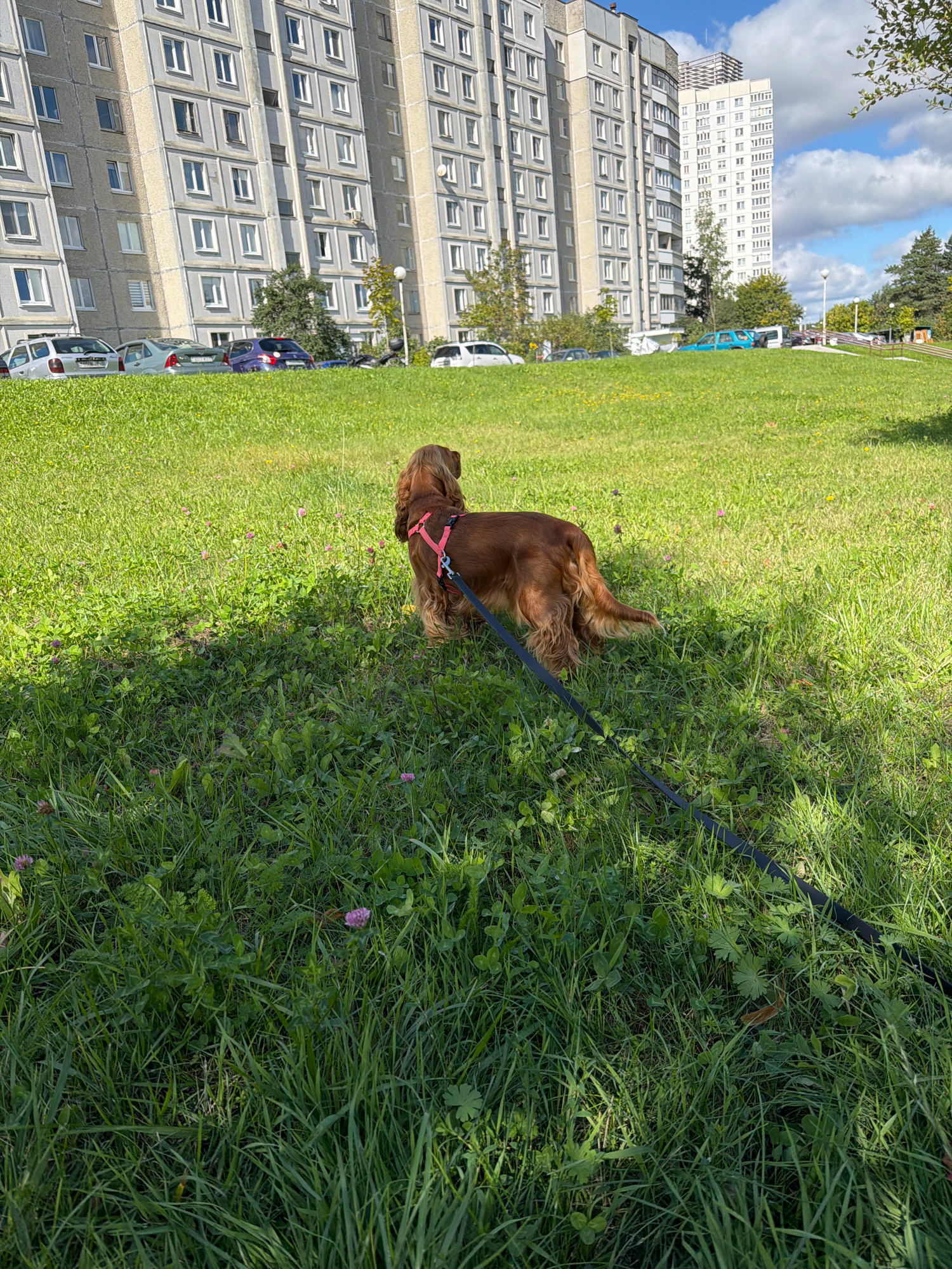 The image shows a brown dog on a leash standing on a grassy area with scattered pink clover flowers. In the background, there are several tall apartment buildings, typical of Minsk, Belarus. Cars are parked in front of the buildings, and a few trees are visible. The sky is partly cloudy. The dog is wearing a pink harness and is facing away from the camera, looking towards the buildings. A black leash extends from the harness towards the right side of the frame. The grass is green and lush, with some areas in shadow cast by unseen objects.