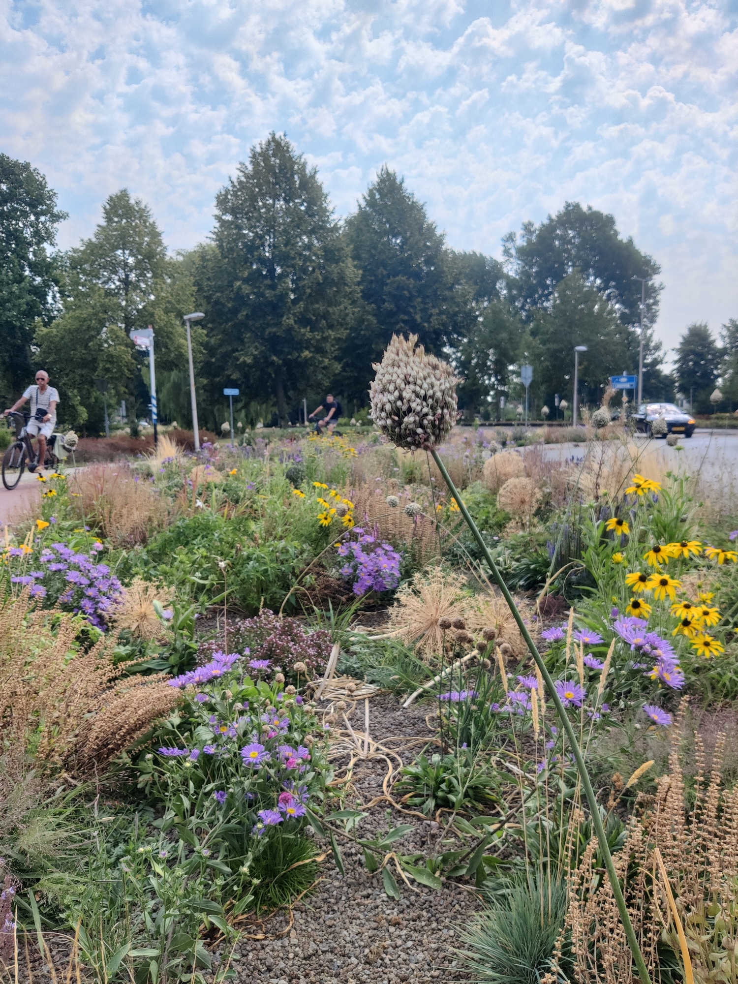 In a flower bed in the city of Winterswijk, Netherlands, a large, dried flower head stands tall. The bed is filled with a variety of flowers and grasses, including purple asters and yellow coneflowers. In the background, two people are cycling on a paved path. A car is driving on the road in the distance. The sky is cloudy.