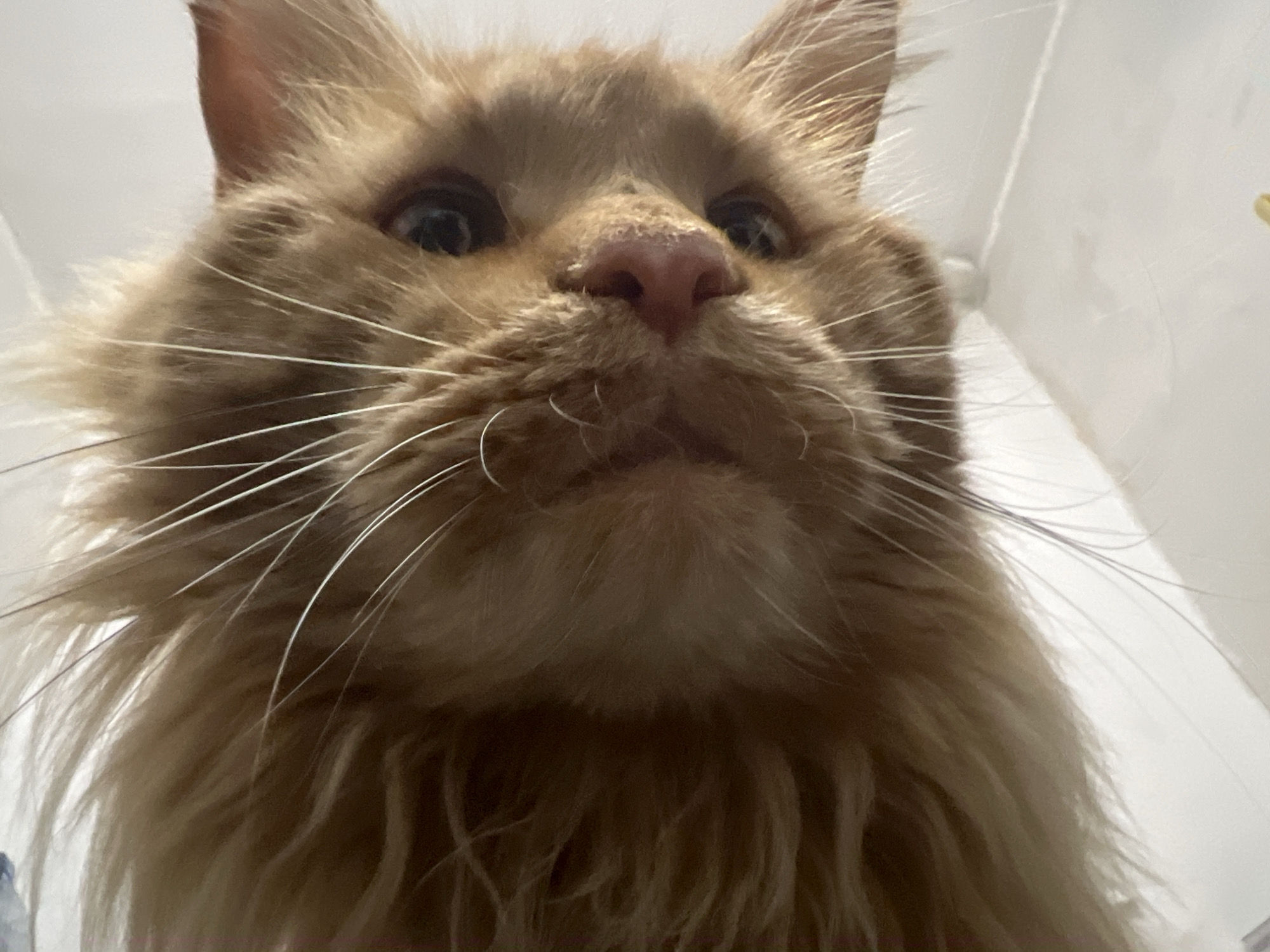 The image shows a close-up, low-angle shot of a ginger cat's face. The cat's eyes are open, and its pink nose is prominent. Its whiskers are long and white, fanning out from its face. The cat's fur is long and fluffy, with shades of orange and brown. The background is out of focus and appears to be a plain, light-colored wall, possibly in an indoor setting. There is no discernible location in Markova, Russia, or any indication of that specific city.