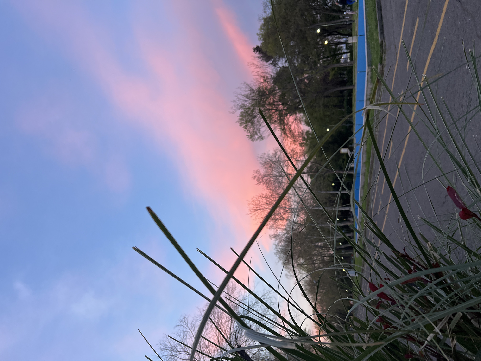 The image depicts a view of a parking lot and a sunset sky, likely taken at ground level. In the foreground, there's dense green vegetation. Beyond the vegetation, there's a parking lot with yellow lines dividing spaces and a blue curb. In the background, trees line the horizon, silhouetted against a sky that transitions from blue to pink near the horizon. The pink clouds suggest a sunset or sunrise. The image is oriented vertically. The location is unknown.