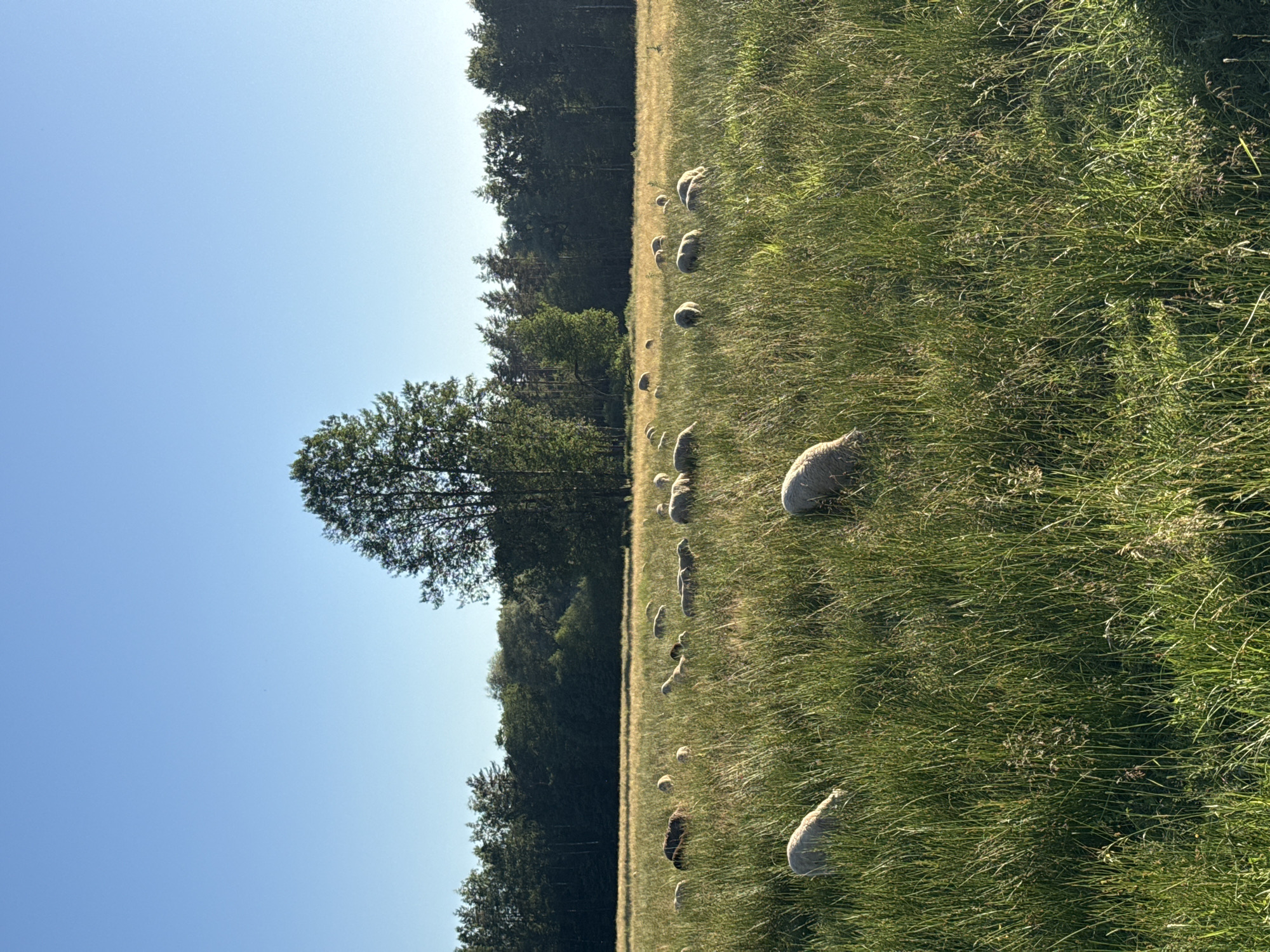 This media file depicts a pastoral scene in a grassy field in Attakas, Latvia. A flock of sheep is grazing in the field, which is bordered by a dense forest. The sky is clear and blue, suggesting a sunny day, likely in the late morning or early afternoon due to the bright lighting and shadows. The sheep are scattered across the field, with some clustered together and others more spread out. They appear to be peacefully grazing, with no discernible activity other than their natural behavior. The tall grass is a prominent feature, reaching up to the sheep's bodies in places, creating a natural and wild setting. The forest in the background provides a dark, green contrast to the sunlit field, and a large tree stands prominently in the middle ground. The overall impression is one of tranquility and a connection to nature, a common sight in rural Latvian landscapes. No text is visible in the image.