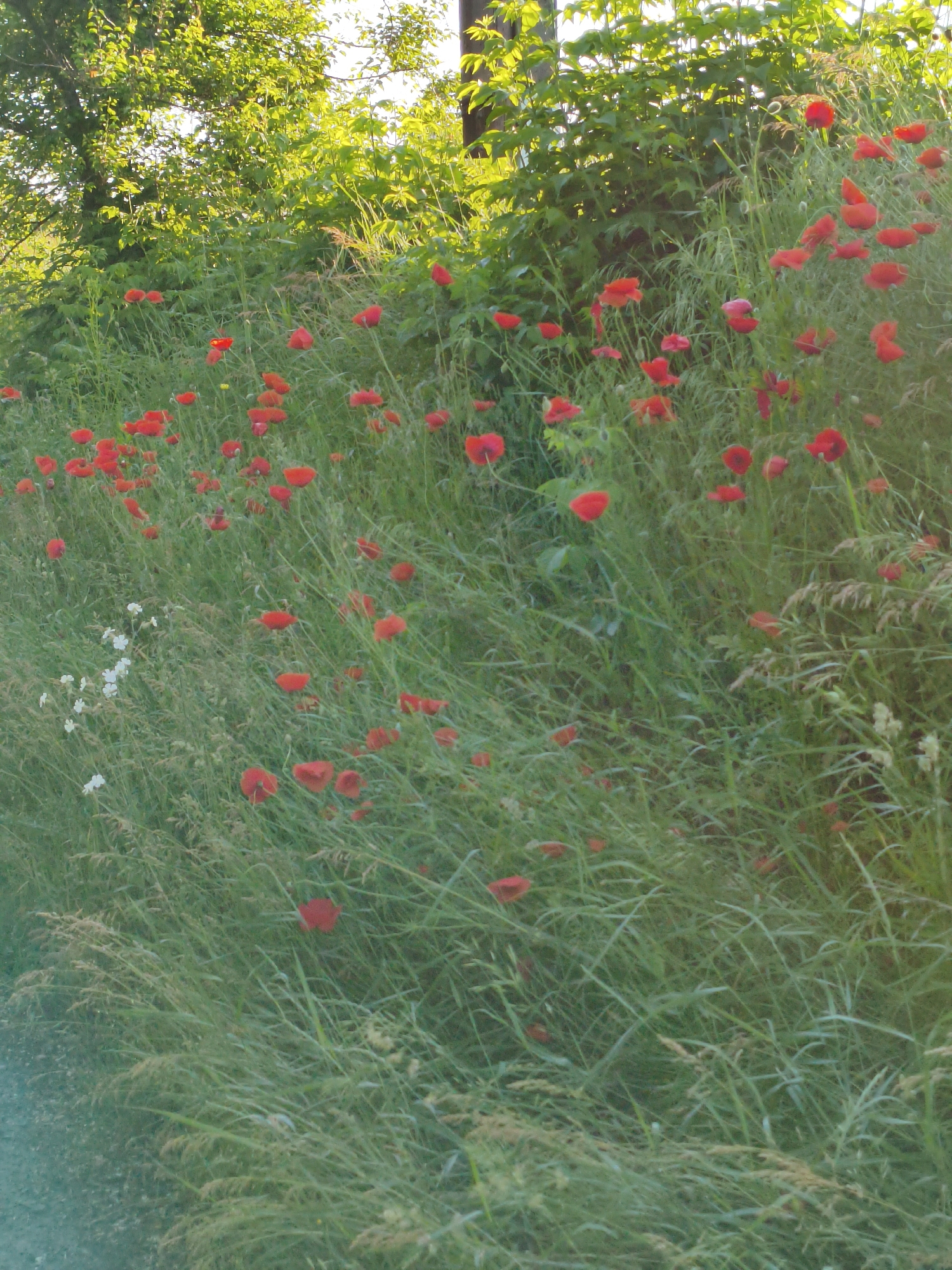 A field of vibrant red poppies interspersed with tall green grass is visible in the foreground of this outdoor scene. In the upper left portion of the image, lush green foliage from a tree casts a shadow. The background features dense greenery, possibly bushes or a hedge, with a vertical wooden post partially obscured on the right side. The image appears to be taken in Ustyvytsia, Ukraine.