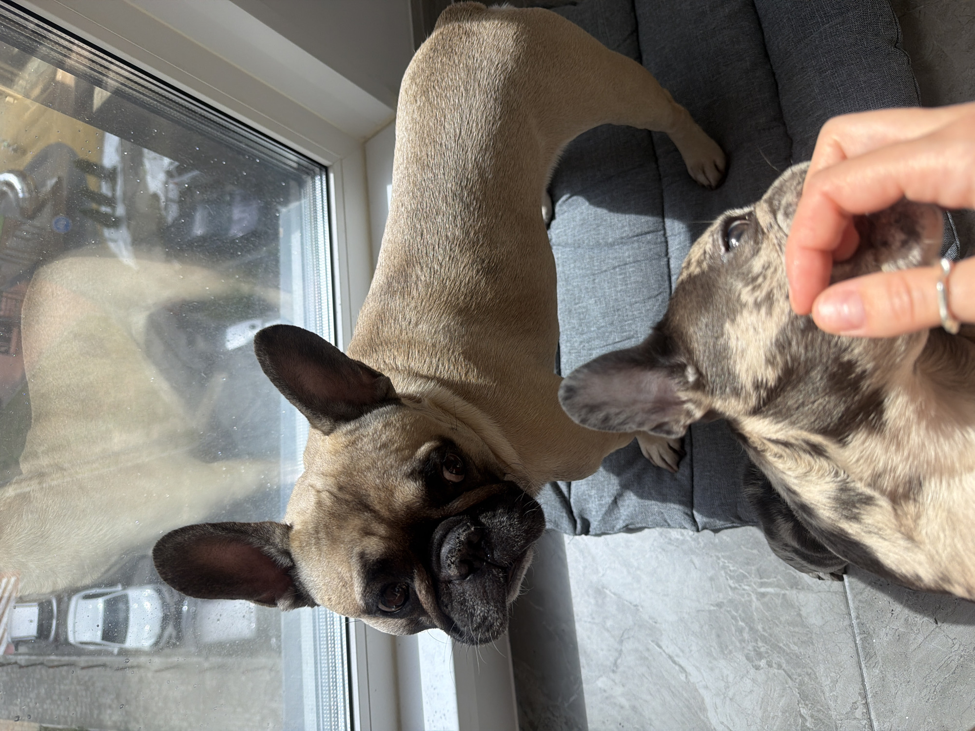 A high-angle shot depicts two French Bulldogs indoors. One is fawn colored and looking at the camera, positioned near a window with a reflection that shows a street scene outside, possibly containing cars. The other dog has a brindle coat with a hand of a person reaching to touch it. Both dogs are on a gray dog bed. The floor appears to be tiled. The location cannot be confirmed as Moscow, Russia, without further visual or contextual information.