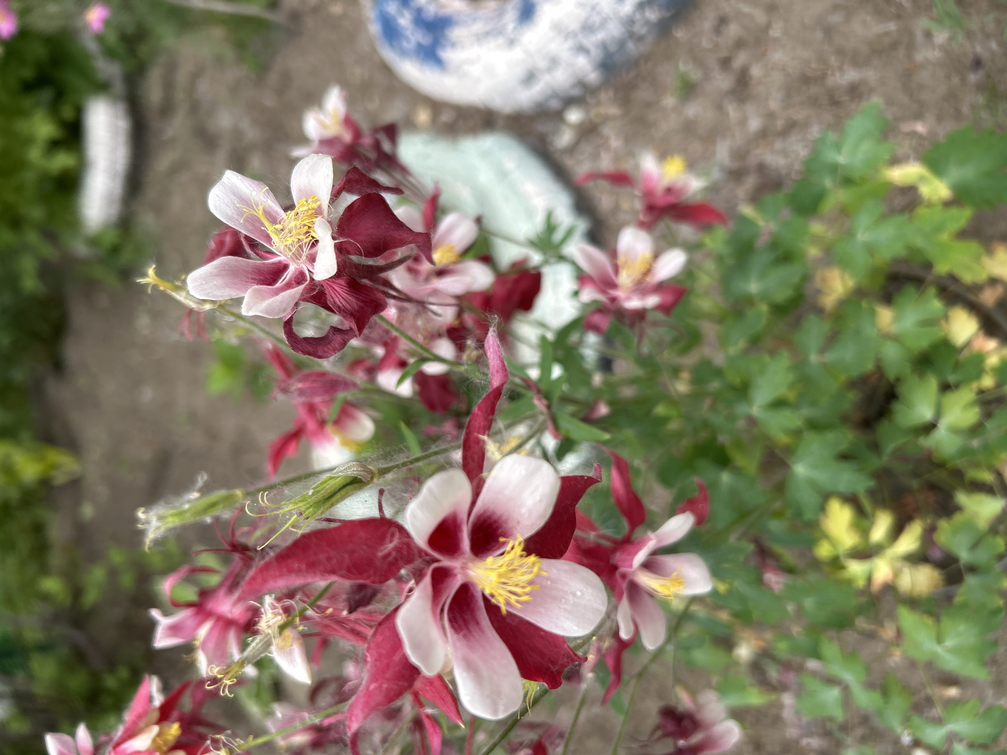 This media file is a close-up, eye-level shot of a cluster of columbine flowers in bloom. The flowers have distinctive bi-colored petals, with the outer petals being a deep burgundy and the inner petals a pale pink or white. The stamens are a bright yellow and are visible in the center of each flower. Some of the flowers have water droplets on their petals, suggesting recent rain or dew. The background is out of focus and consists of dry, grayish-brown soil, some green foliage, and hints of other objects, possibly garden decor, including a blurred blue and white object and a light green, textured object. The overall impression is a natural, outdoor setting, likely a garden, with a focus on the delicate beauty of the flowers. The lighting appears to be natural daylight, possibly overcast or late afternoon, as there are no harsh shadows. The image does not contain any visible text, people, or specific identifiable landmarks that would pinpoint the location beyond a general garden setting. The implied context of Angarsk, Russia, suggests this is a snapshot of local flora during the warmer months.