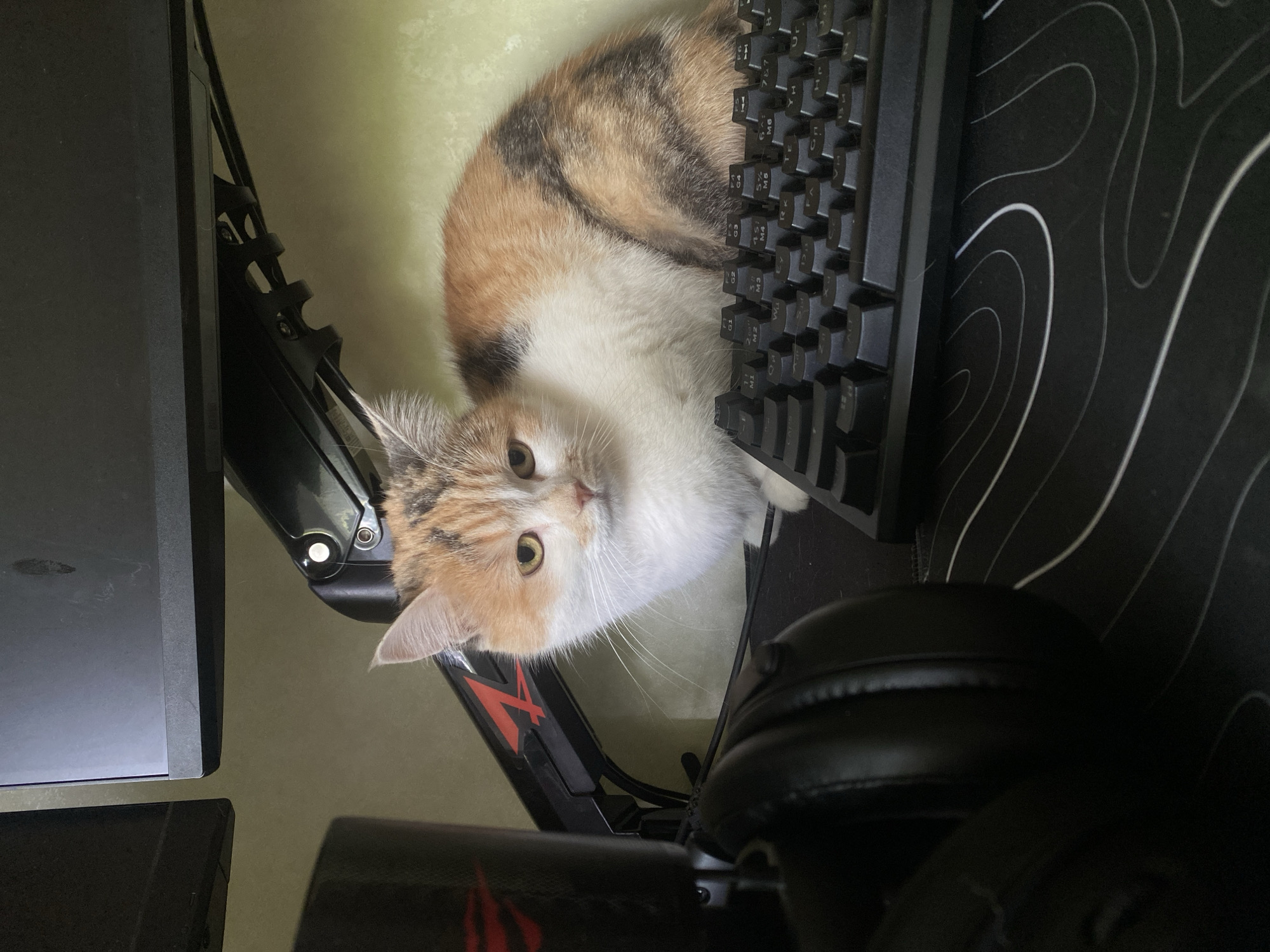 A medium shot looking down depicts a calico cat lying next to a black computer keyboard. The cat’s fur is a mix of white, orange, and dark brown. Its face is turned towards the camera, with its eyes open. The keyboard sits on a black mousepad with white lines. To the left of the cat and keyboard, there is a black computer monitor attached to a monitor arm. A black headset is present in the bottom right corner of the frame. It is difficult to determine the specific location of the image as there are no distinguishing features of Izhevsk, Russia.