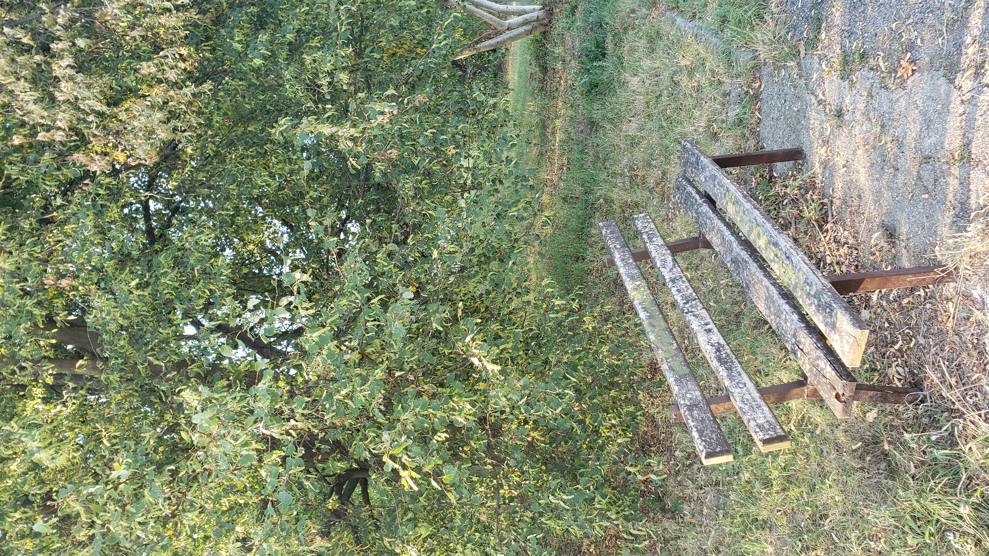 An aged, weathered wooden park bench with metal legs rests on a gravel and grassy patch of ground. The bench is positioned in front of a large, leafy green tree, with its branches extending across the upper portion of the frame. The scene appears to be outdoors, in a natural setting. No people or animals are visible. The lighting suggests it is daytime, possibly late afternoon due to the warm light casting shadows. This image was taken in Prešov, Slovakia.
