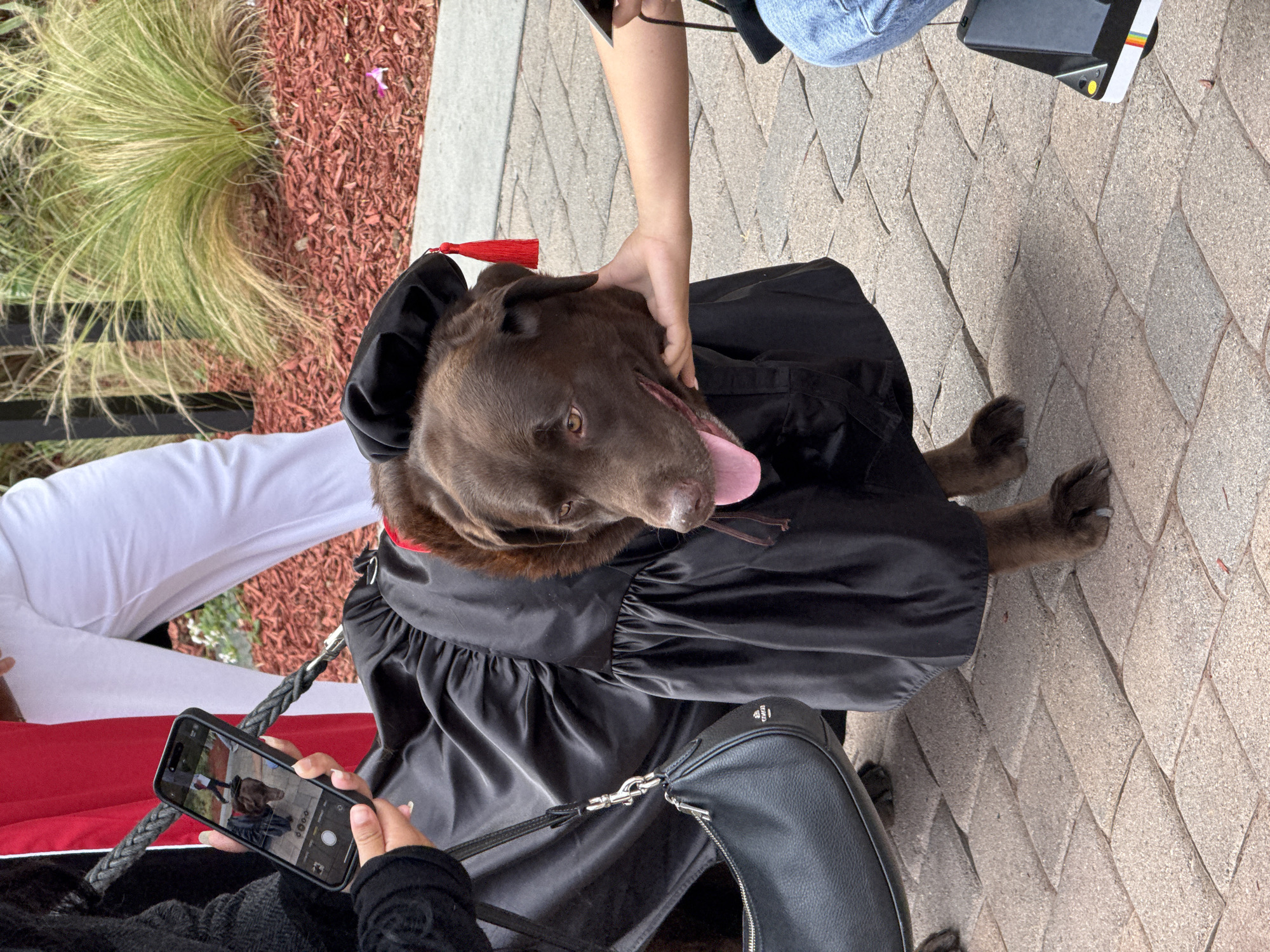 A chocolate Labrador Retriever dog wearing a graduation gown and cap is being photographed. The dog has brown fur and its tongue is sticking out. A person is holding the dog's head while another person takes a picture with their smartphone. The phone screen shows an image of the dog in its graduation attire. The background includes greenery, red mulch, and a paved area. A black purse is partially visible. The location is assumed to be within the city of Orange, United States of America.
