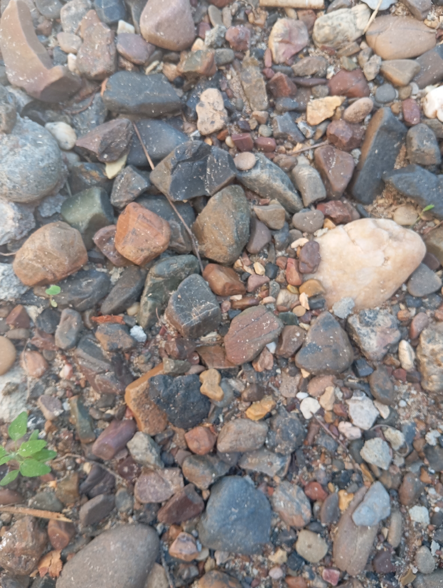 The image displays a close-up, high-angle view of a ground surface covered with a variety of small to medium-sized rocks and pebbles. The rocks are multi-colored, including shades of gray, brown, reddish-brown, black, and some lighter, cream-colored stones. They vary in shape, being predominantly rounded or irregularly angular, and appear to be dry, with a thin layer of sand or dirt interspersed between them. A small, green plant with a few leaves is visible in the lower left quadrant of the image. The scene is devoid of any people or human activity. The lighting suggests it is daytime, with natural light illuminating the ground. The image's composition and subject matter do not provide any specific indicators that would allow for a precise determination of its location within the city of Orenburg, Russia, or any other specific geographic context beyond it being an outdoor ground surface.