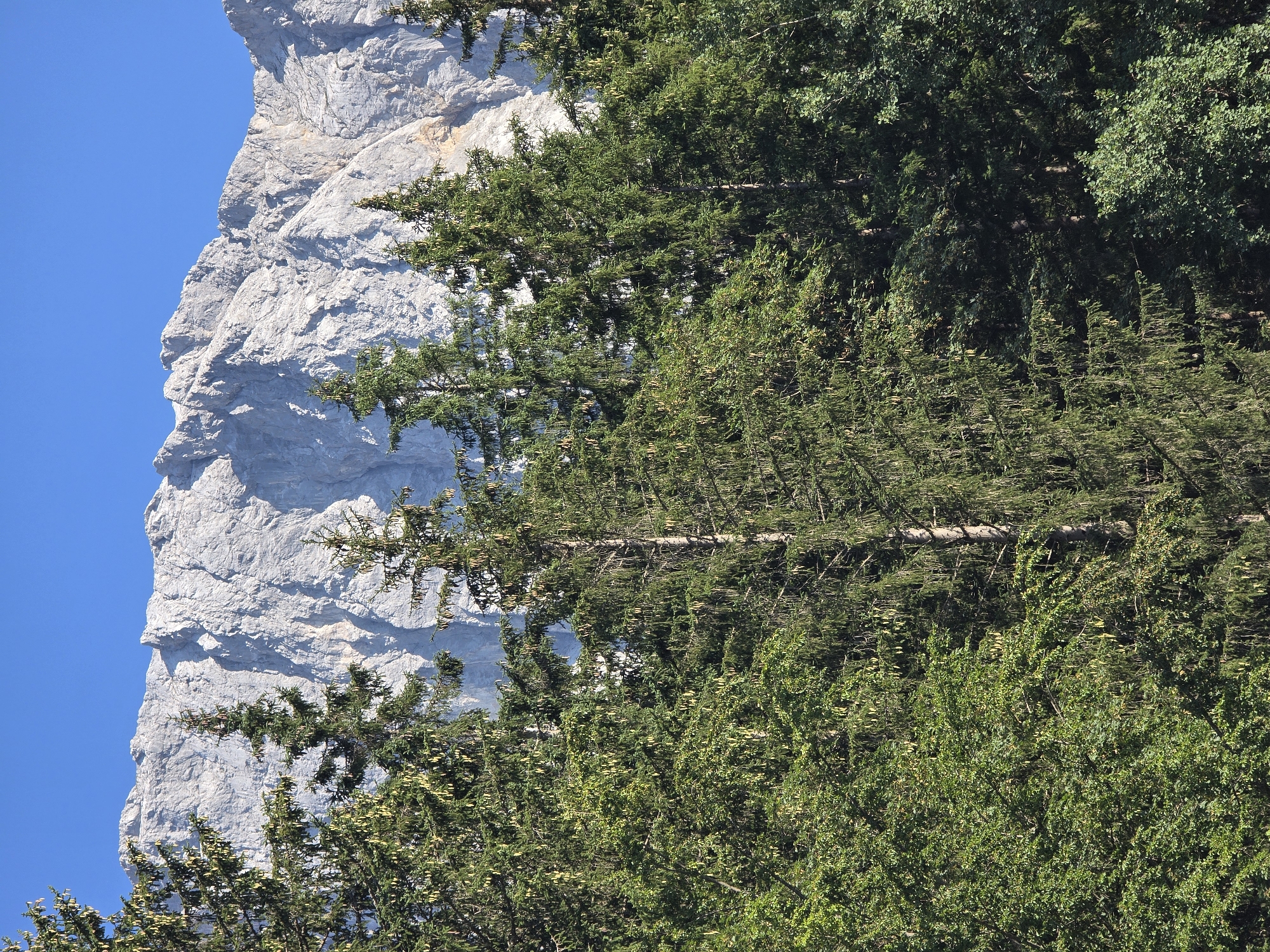 The image depicts a sunlit view of the Zugspitze massif and the forest at its foothills. The sky is a clear, vibrant blue. In the foreground, a dense, lush green forest composed of coniferous and deciduous trees dominates the scene. The trees are tall and full, with the sunlight illuminating their leaves and needles, creating a rich tapestry of greens. Some of the coniferous trees have long, drooping cones. Behind the forest, the massive, rugged face of a gray, rocky mountain rises sharply. The mountain's surface is textured with visible fissures, cracks, and dramatic shadows that highlight its imposing geological features. The overall scene conveys a sense of natural grandeur and the beauty of the Bavarian Alps.