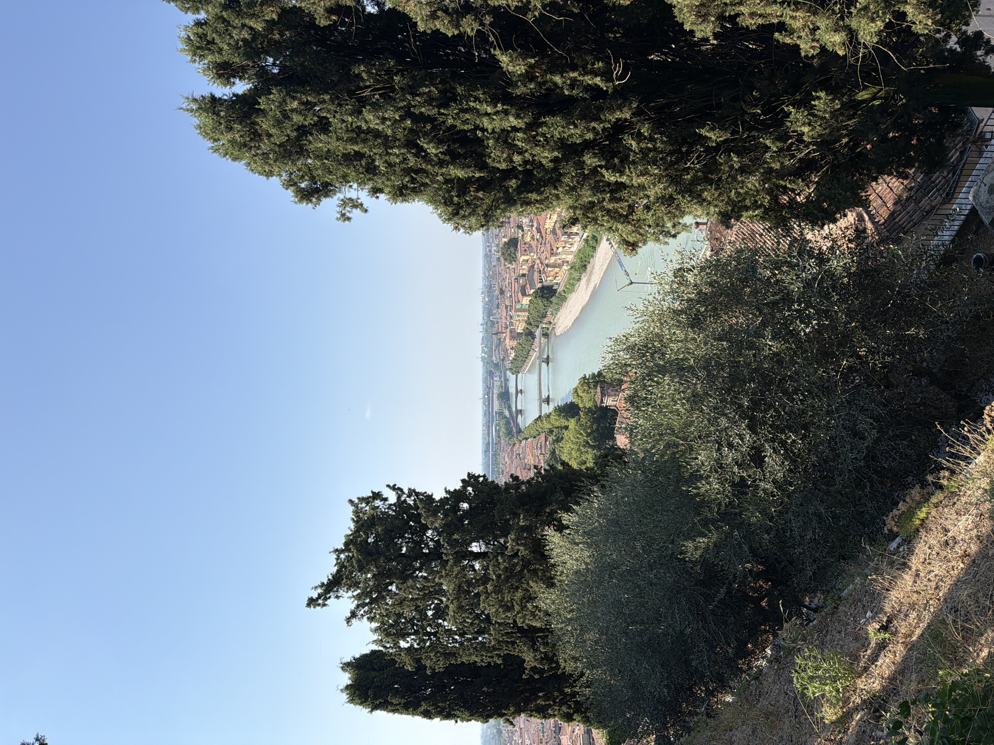 This is a high-angle shot of the city of Verona, Italy, taken on a clear, sunny day. In the foreground, a lush green olive tree is partially visible on the left, and a tall, dark green cypress tree dominates the right side of the frame. Behind these trees, the Adige River flows through the city, with several bridges spanning its width. The riverbanks are lined with buildings in shades of orange, yellow, and red, characteristic of Italian architecture. Beyond the city, the landscape extends into the distance under a bright blue sky. The scene appears peaceful and serene, showcasing a beautiful view of Verona.