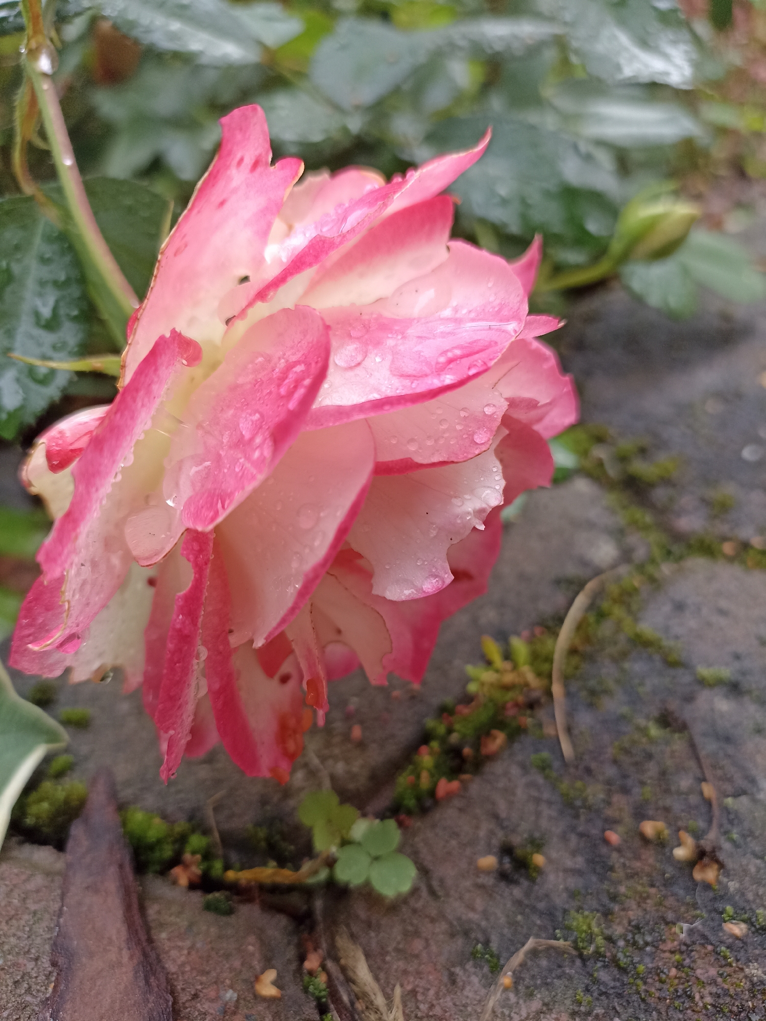 The image is a close-up, slightly low-angle, outdoor photograph of a pink and white rose in bloom, wet with water droplets. The rose is positioned on the left side of the frame, with its petals unfurling. The background consists of green foliage and a rough, grey stone surface covered in moss and small plants. The lighting suggests it is a cloudy day, or that the photo was taken after rain. There are no people or animals visible in the image. The scene is set in a natural or garden environment. There is no information available in the image to suggest it is located in the city of Mochische, Russia.