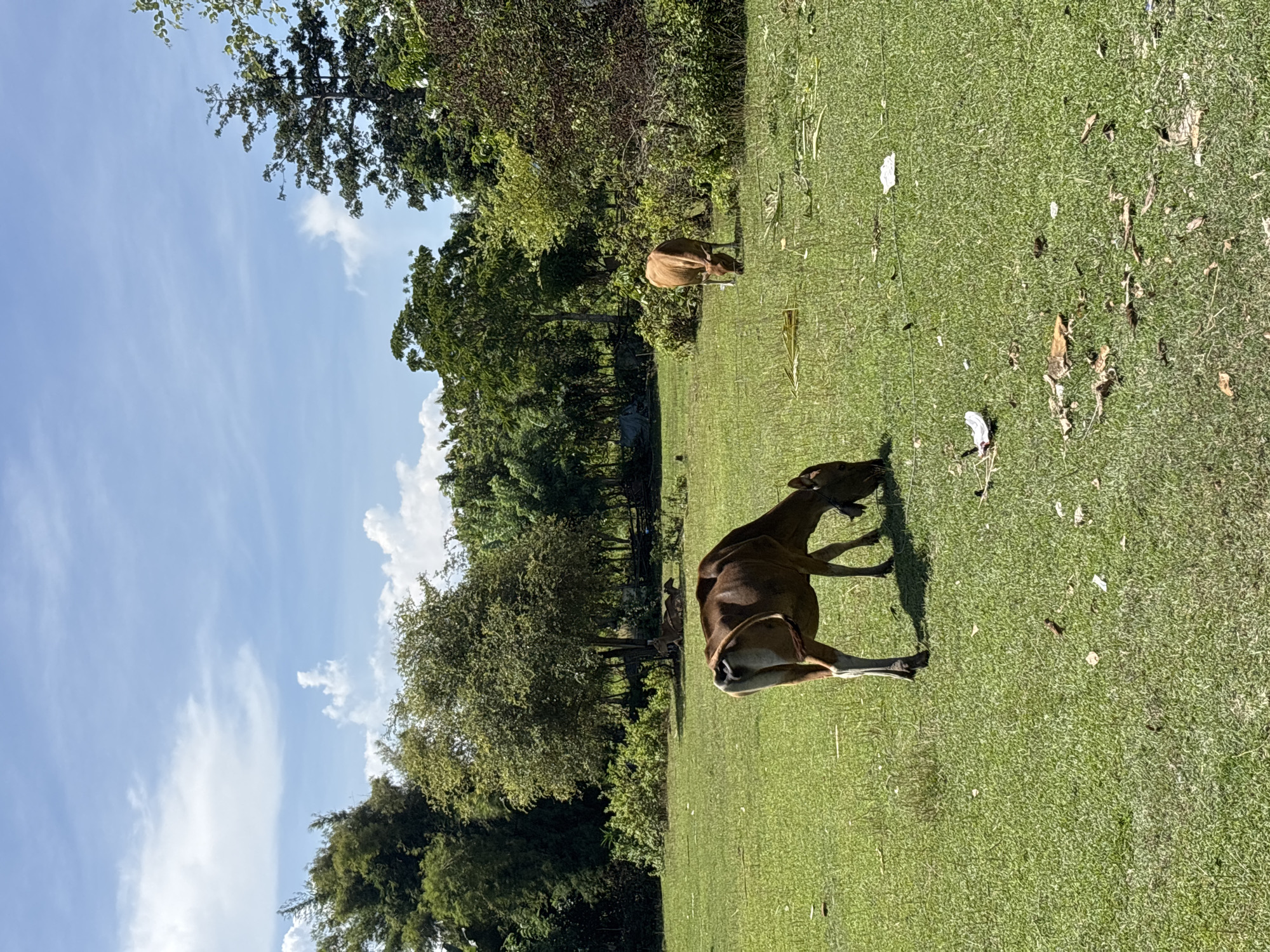 The image shows a grassy field with two brown cows. One cow is lying down, facing away from the viewer, while the other is standing and grazing in the background. Trees line the back of the field. The sky is blue with scattered clouds. The location is Kuta Selatan, Indonesia.