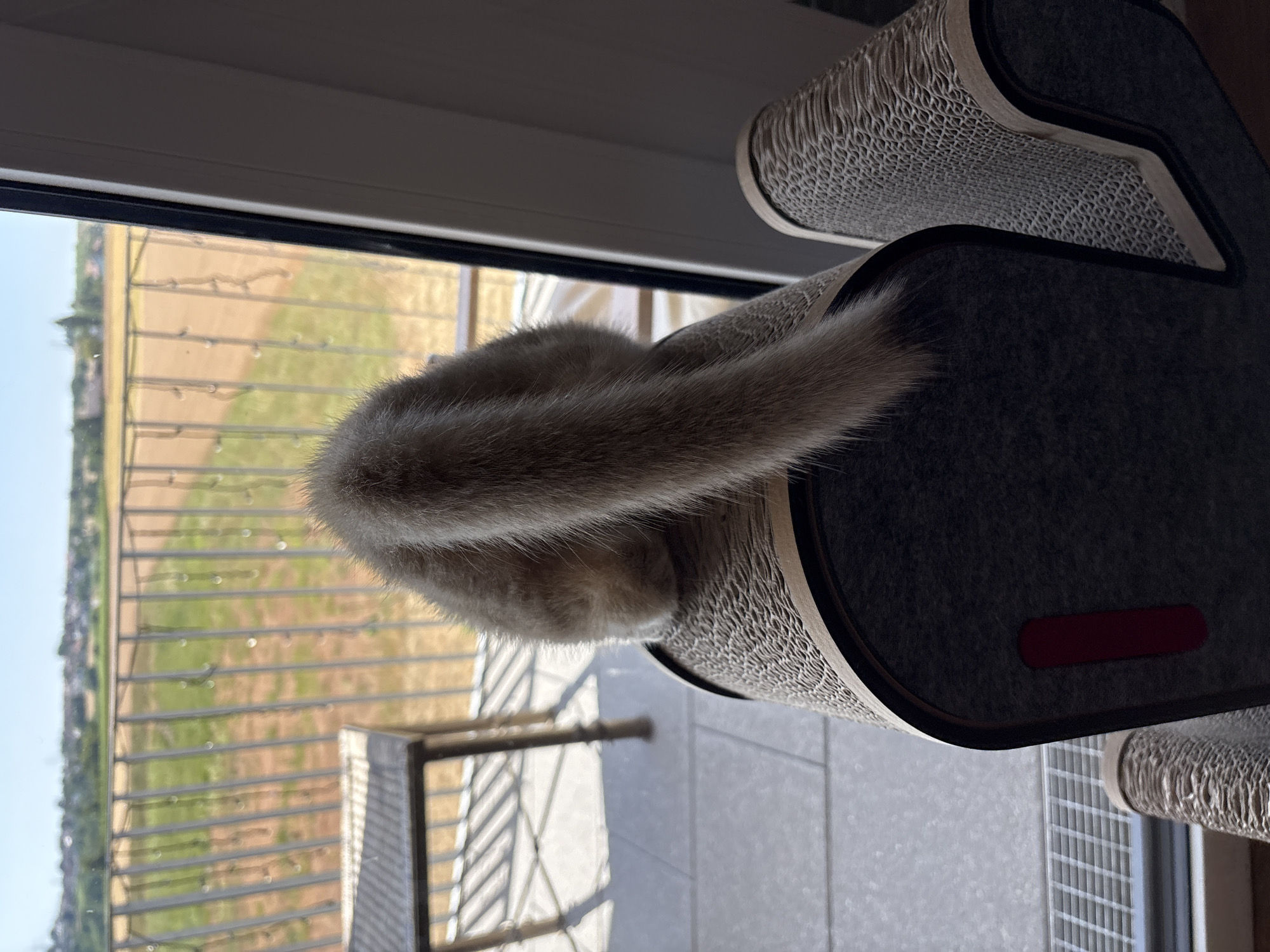 A cat's fluffy tail, the subject of this image, is prominently displayed in the foreground. The tail appears to be a soft, grayish-brown color and is curled, suggesting the cat is resting or grooming. The cat itself is not fully visible, with only its tail and a small portion of its back showing.
The cat is situated on a grey, felt-covered pet perch or scratching post. This perch has textured, cardboard-like surfaces on its sides, typical of cat scratching furniture. The perch is positioned near a window, with a view of an outdoor scene visible through the glass.
The outdoor scene shows a fence with horizontal bars, beyond which is a field or garden. The ground in the field appears to be a mix of brown earth and green patches, possibly indicating rows of crops or mowed grass. The sky is bright, suggesting it is daytime, likely morning or afternoon. Some light reflections are visible on the window pane.
The setting appears to be indoors, near a window. The overall impression is one of a cozy, domestic environment. There is no visible text in the image. The image is oriented vertically, with the bottom of the frame showing the lower part of the perch and the view outside.