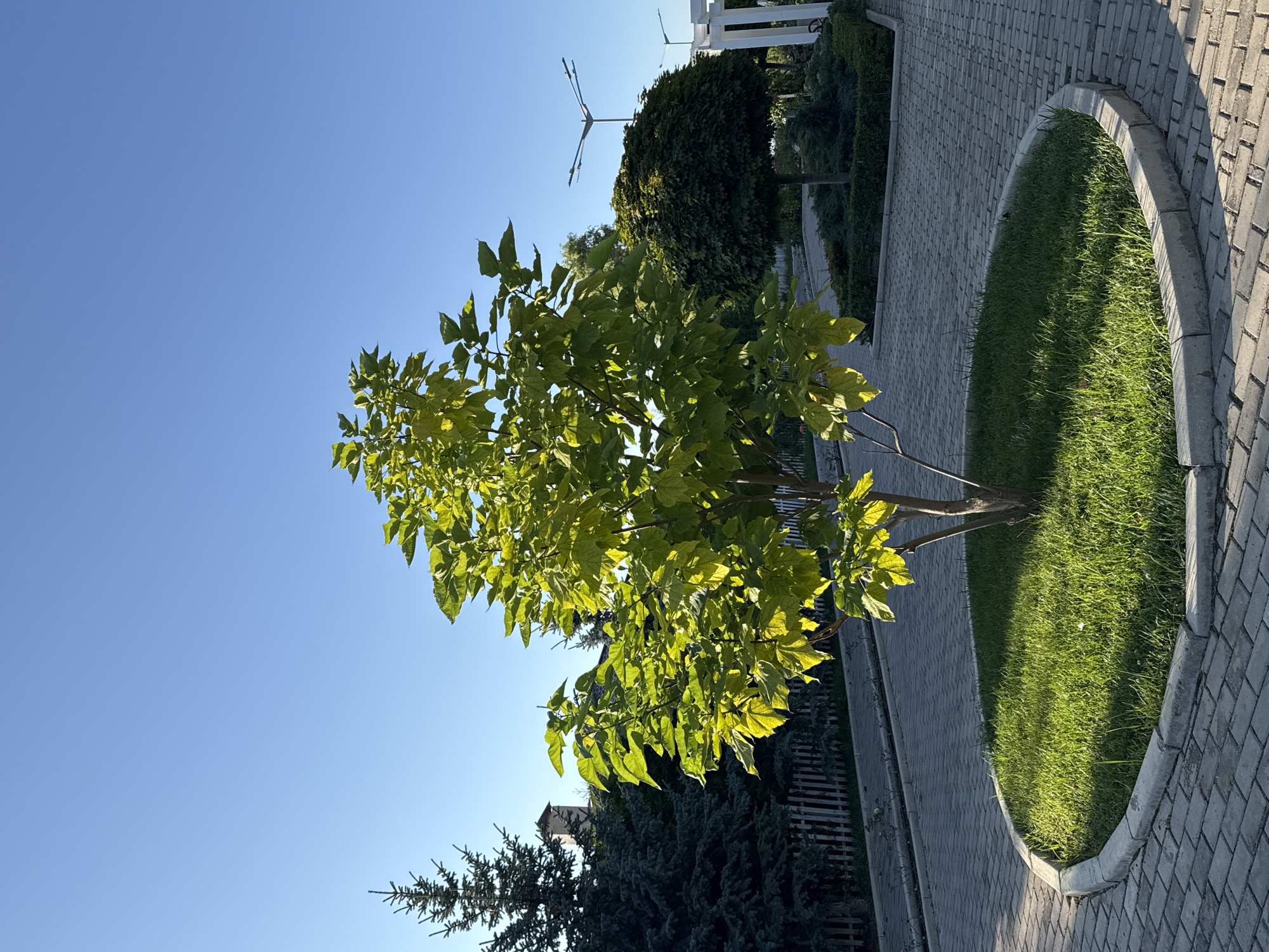 A medium shot shows a young tree with bright green leaves in the foreground, centered within a circular patch of grass. The tree is surrounded by a paved walkway made of grey interlocking bricks, bordered by a concrete curb. In the background, a large, dark green conifer tree is visible on the left, with a building and a chimney peeking out from behind it. Further to the right, a neatly trimmed, spherical tree stands next to a white pergola structure. Two modern streetlights are also visible in the middle ground. The sky is a clear, bright blue. The scene appears to be an outdoor park or landscaped area.