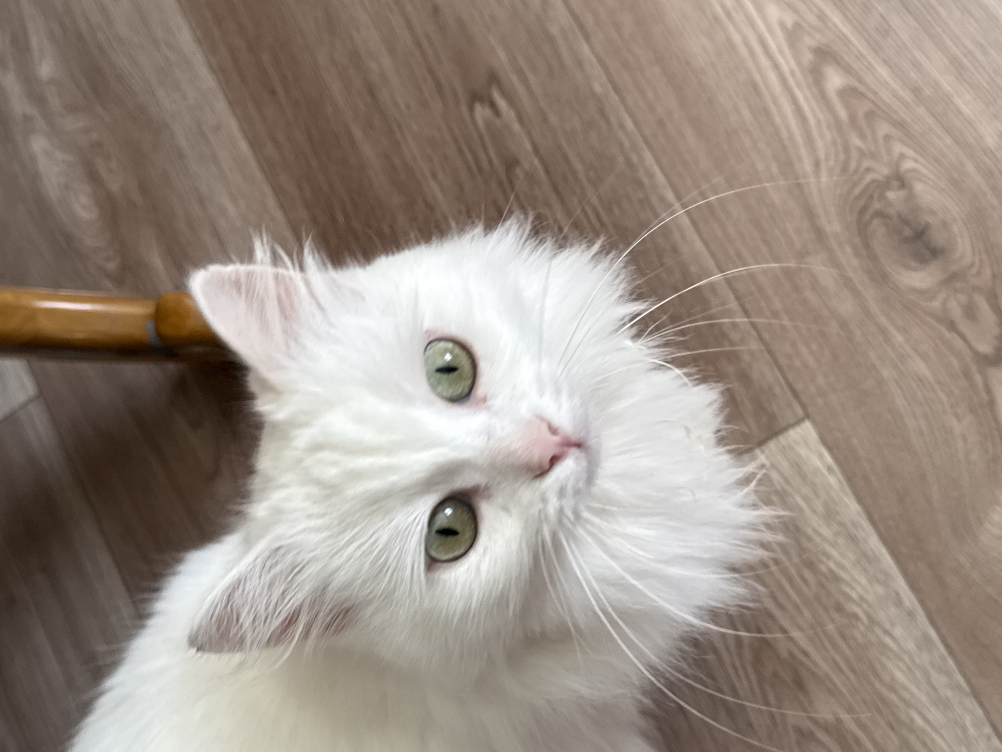 An extreme close-up shot focuses on the face of a fluffy white cat with green eyes and a pink nose. The cat is looking directly at the camera, its whiskers fanning out. The background consists of a wooden floor and the leg of a wooden chair. The image appears to have been taken indoors, likely in a residential setting. There is no indication of the specific location within Chaikovsky, Russia.