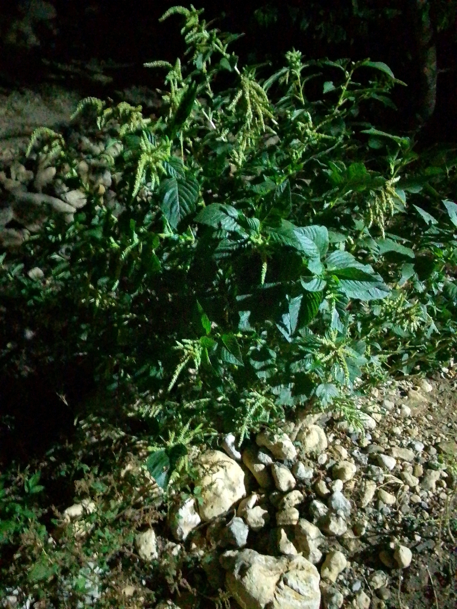 The image depicts a patch of vegetation, likely amaranth, growing amongst stones on the ground at night. The plants are lush and green, with numerous seed heads forming at the tips of their branches. The surrounding area appears to be a natural, outdoor environment, possibly a roadside or a less-maintained area within the city of Trenggalek, Indonesia, given the presence of stones and the general wildness of the foliage. The lighting suggests artificial illumination, casting shadows and highlighting the textured surfaces of the plants and stones. There are no people or animals visible in the scene, and no discernible actions or interactions are occurring. The overall impression is of a common weed flourishing in a somewhat neglected urban or peri-urban setting.
